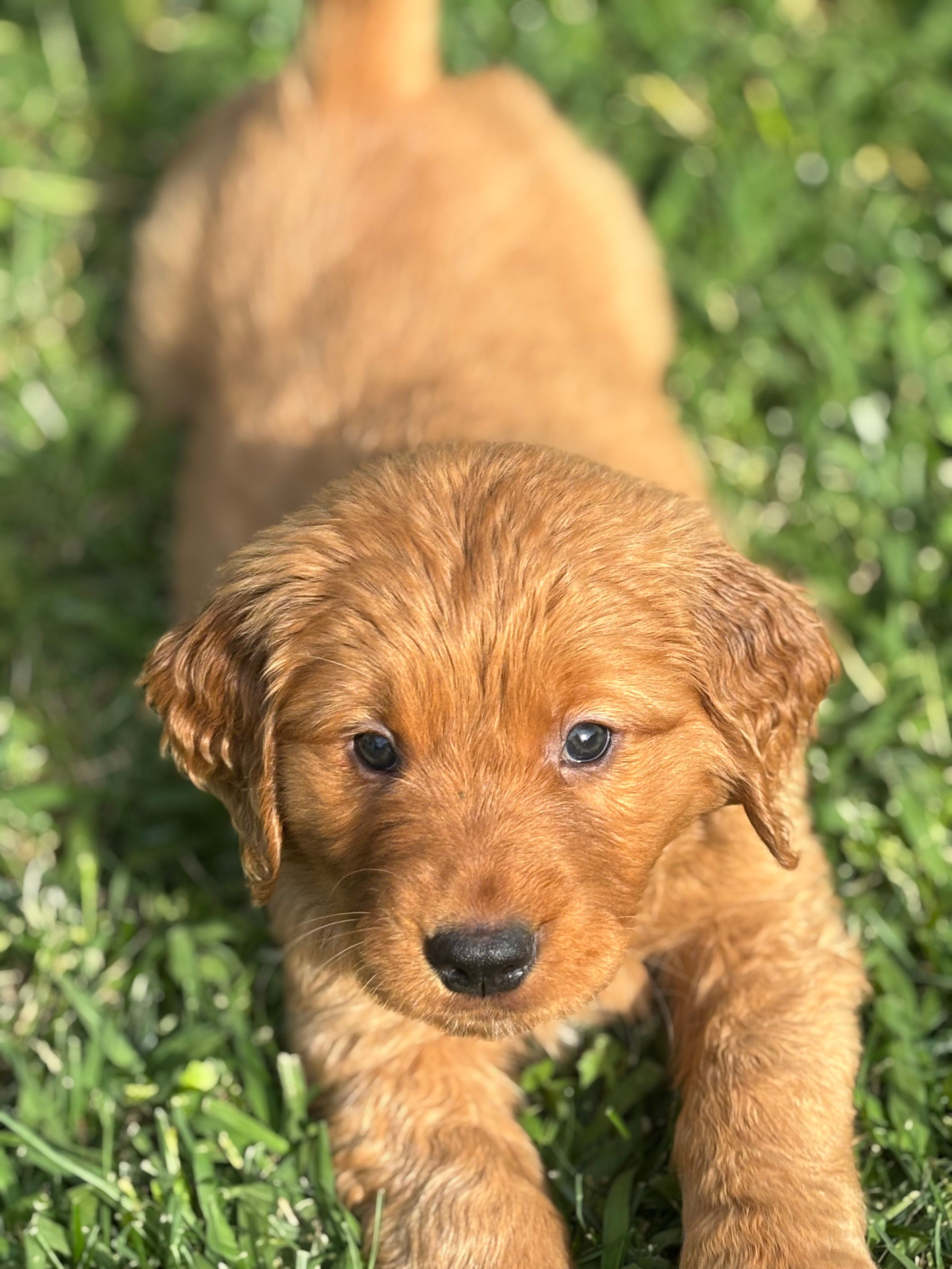 Black Boy – Golden Retriever puppy for sale in Oroville, CA