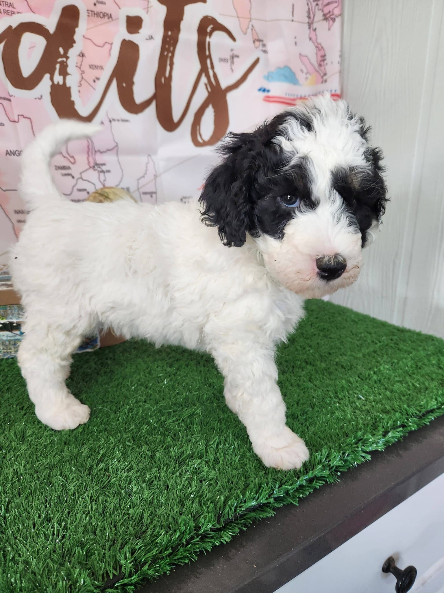 Cameroon – Sheepadoodle puppy for sale in Spokane, WA