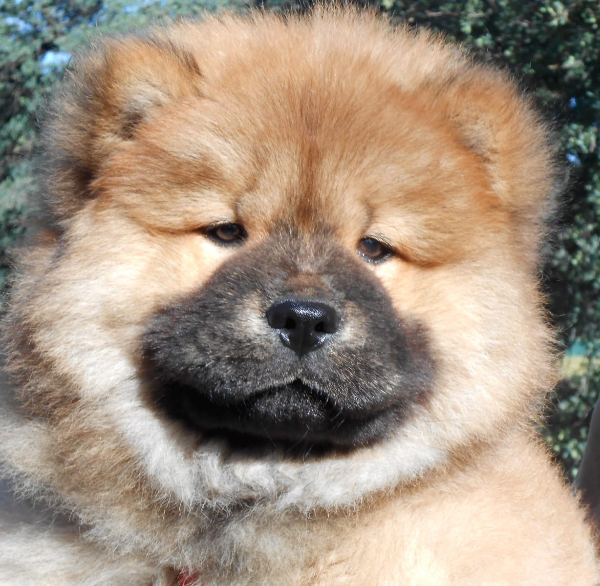 Chowboy #4 – Chow Chow puppy for sale in Oroville, CA