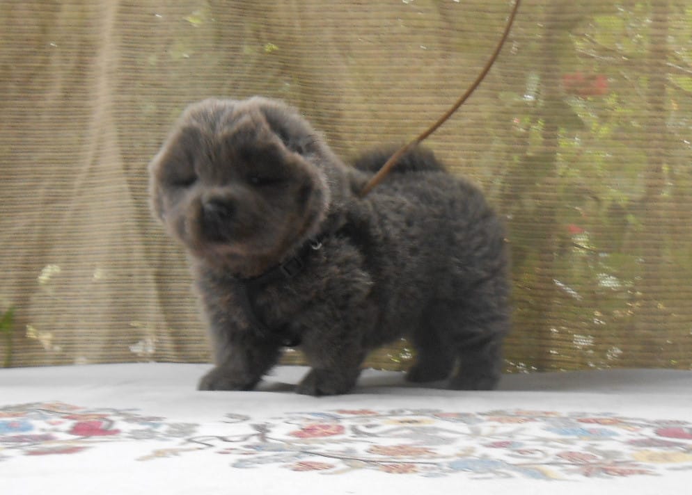 Chowboy #2  – Chow Chow puppy for sale in Oroville, CA