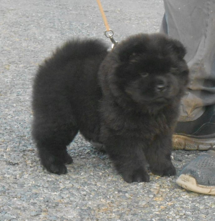 Chowgirl #1 – Chow Chow puppy for sale in Oroville, CA