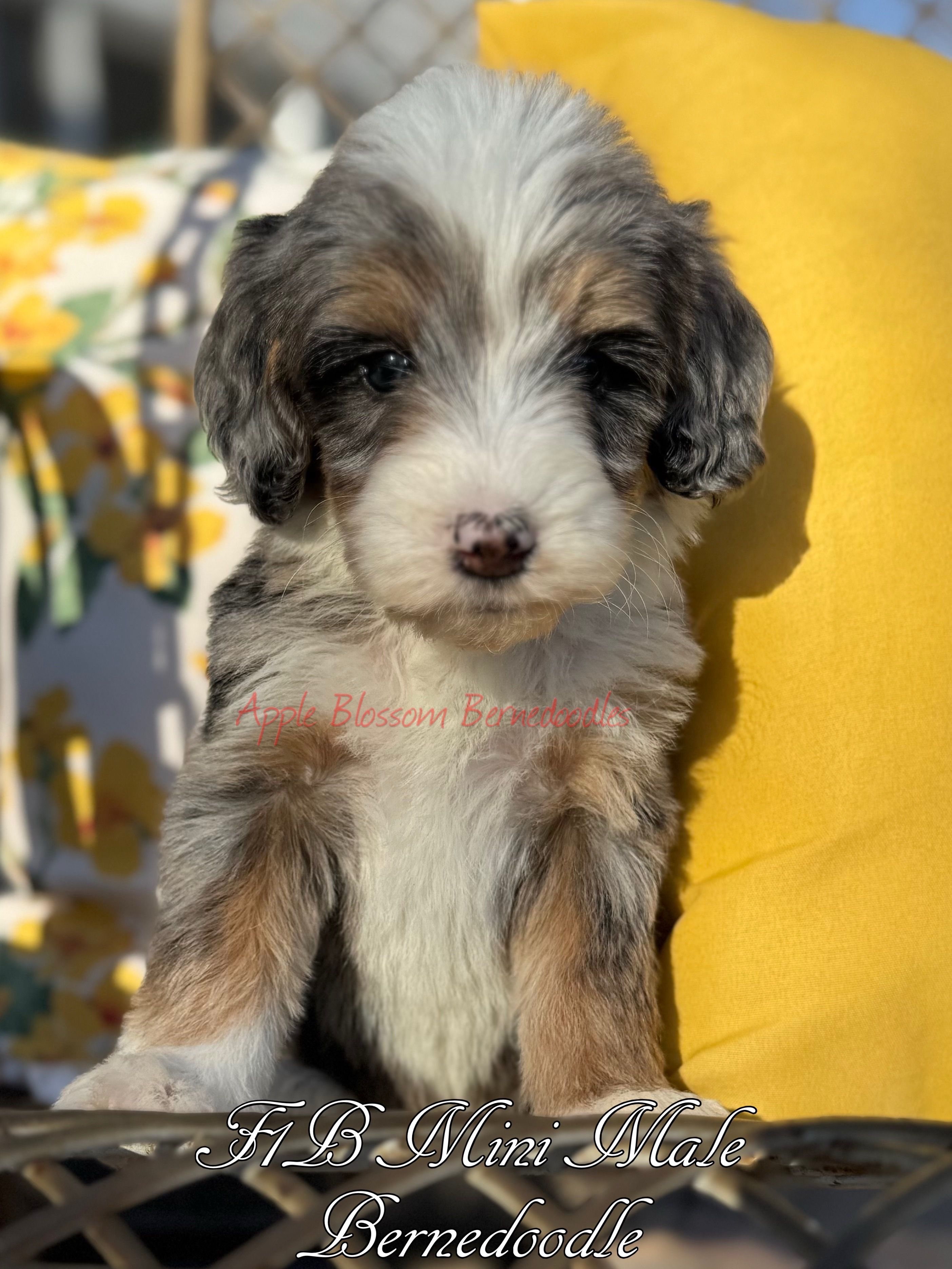 Bumble – Miniature Bernedoodle puppy for sale in Columbus, NE