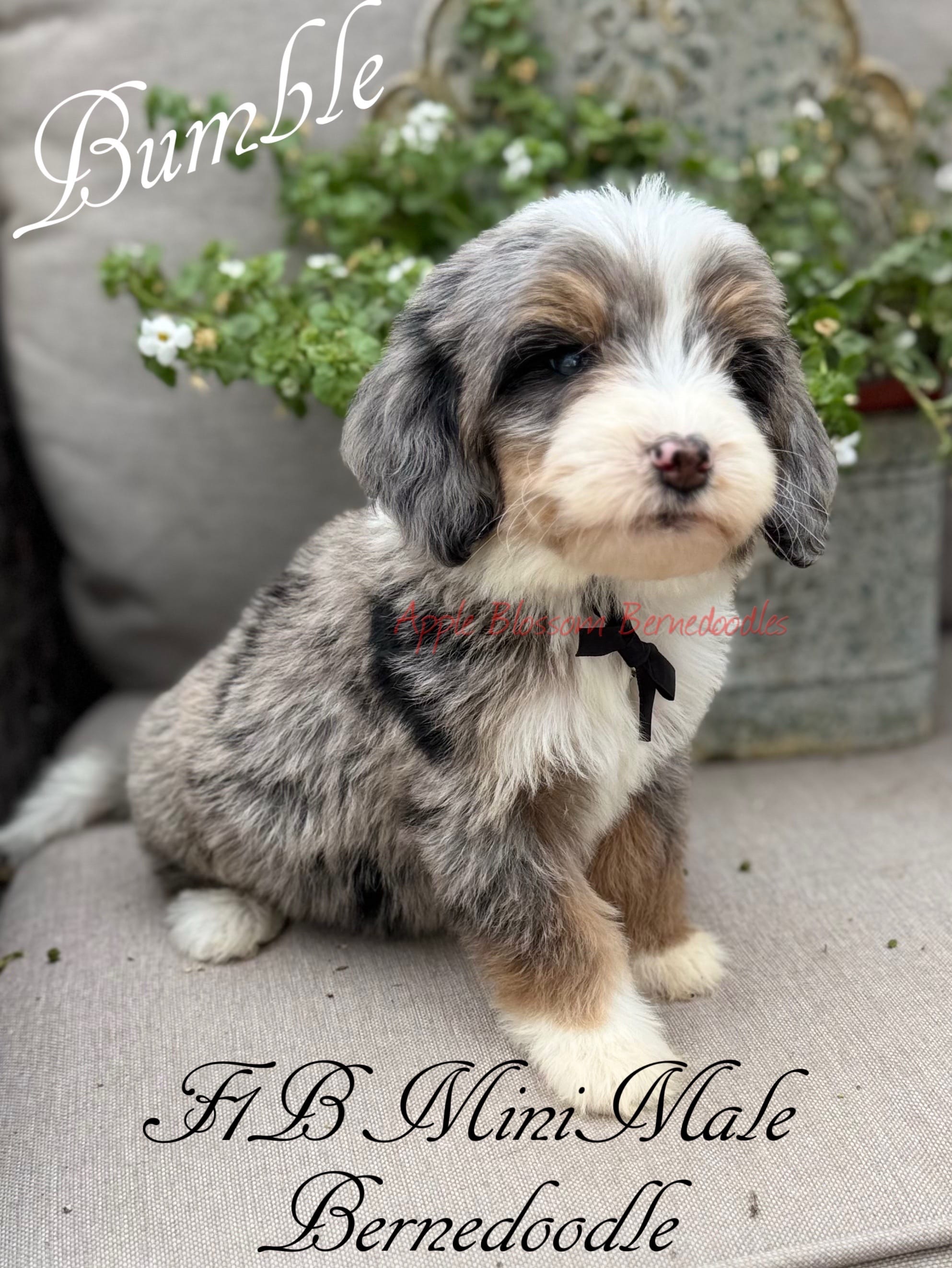 Bumble – Miniature Bernedoodle puppy for sale in Columbus, NE