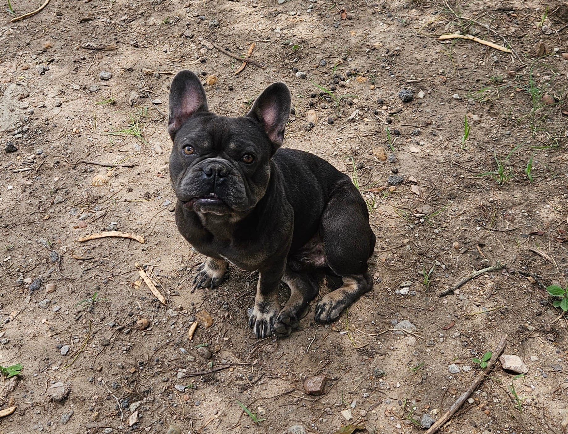 King – French Bulldog puppy for sale in Dale, TX