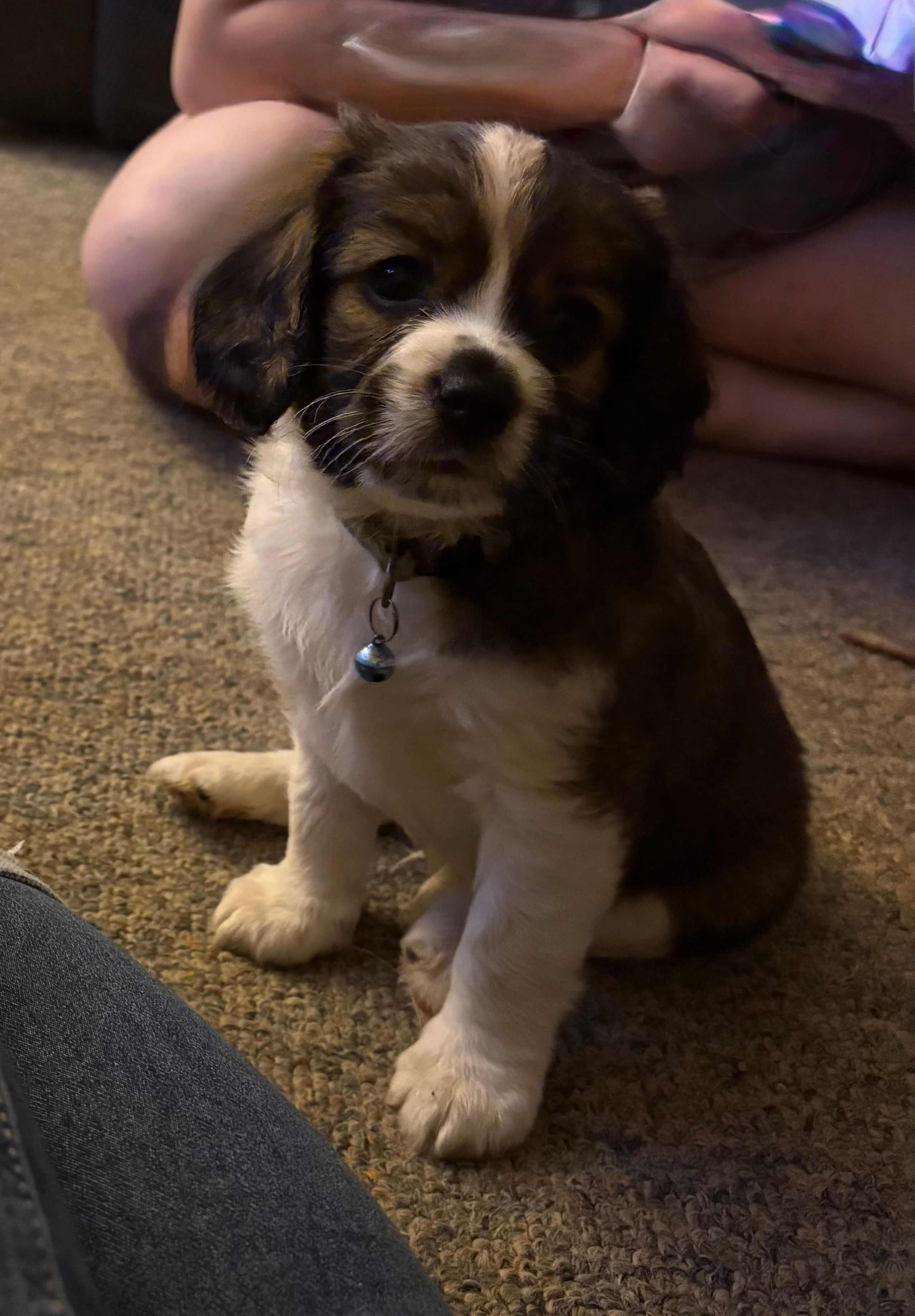 Tucker – Cavalier King Charles Spaniel, Papillon puppy for sale in Bushnell, FL