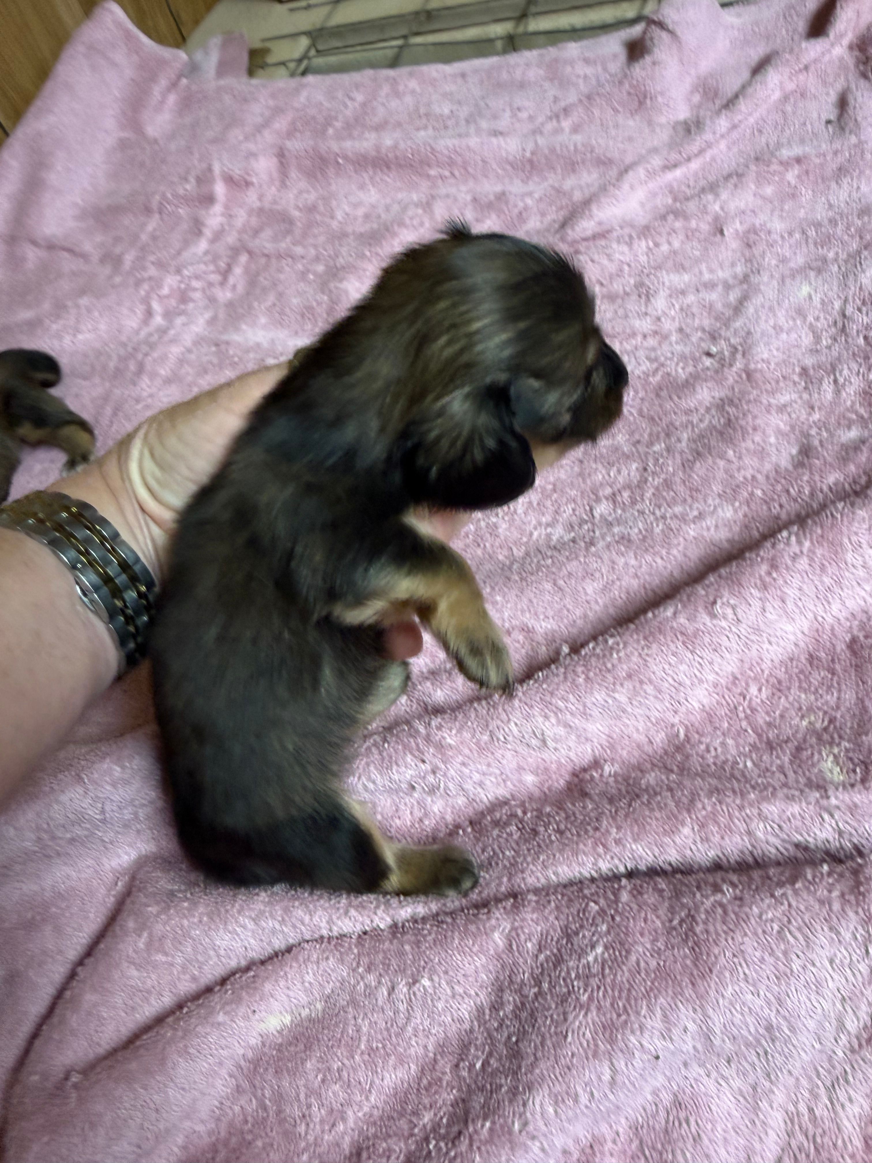 Red sable female – Miniature Dachshund puppy for sale in Americus, GA