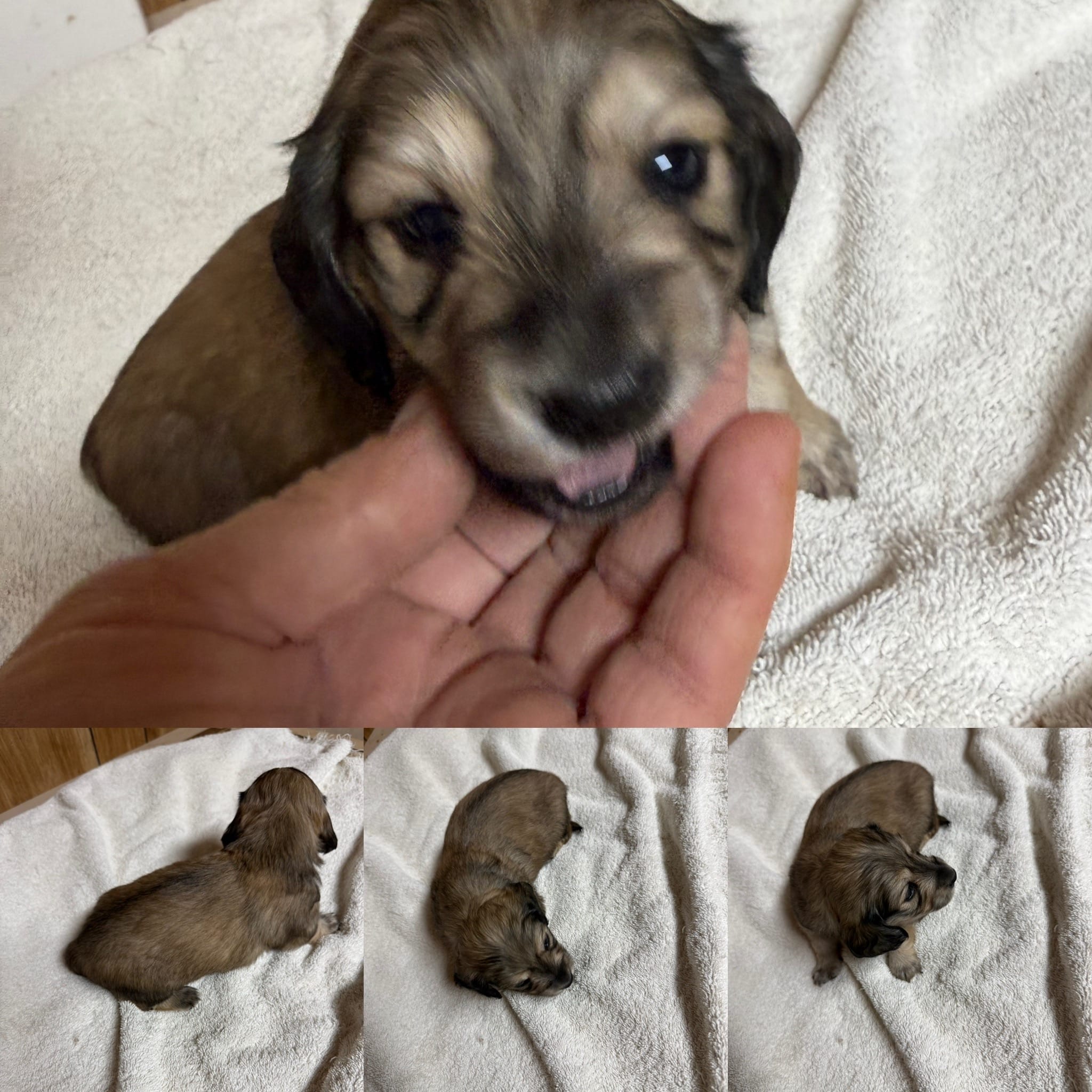 Cream female #2 – Miniature Dachshund puppy for sale in Americus, GA