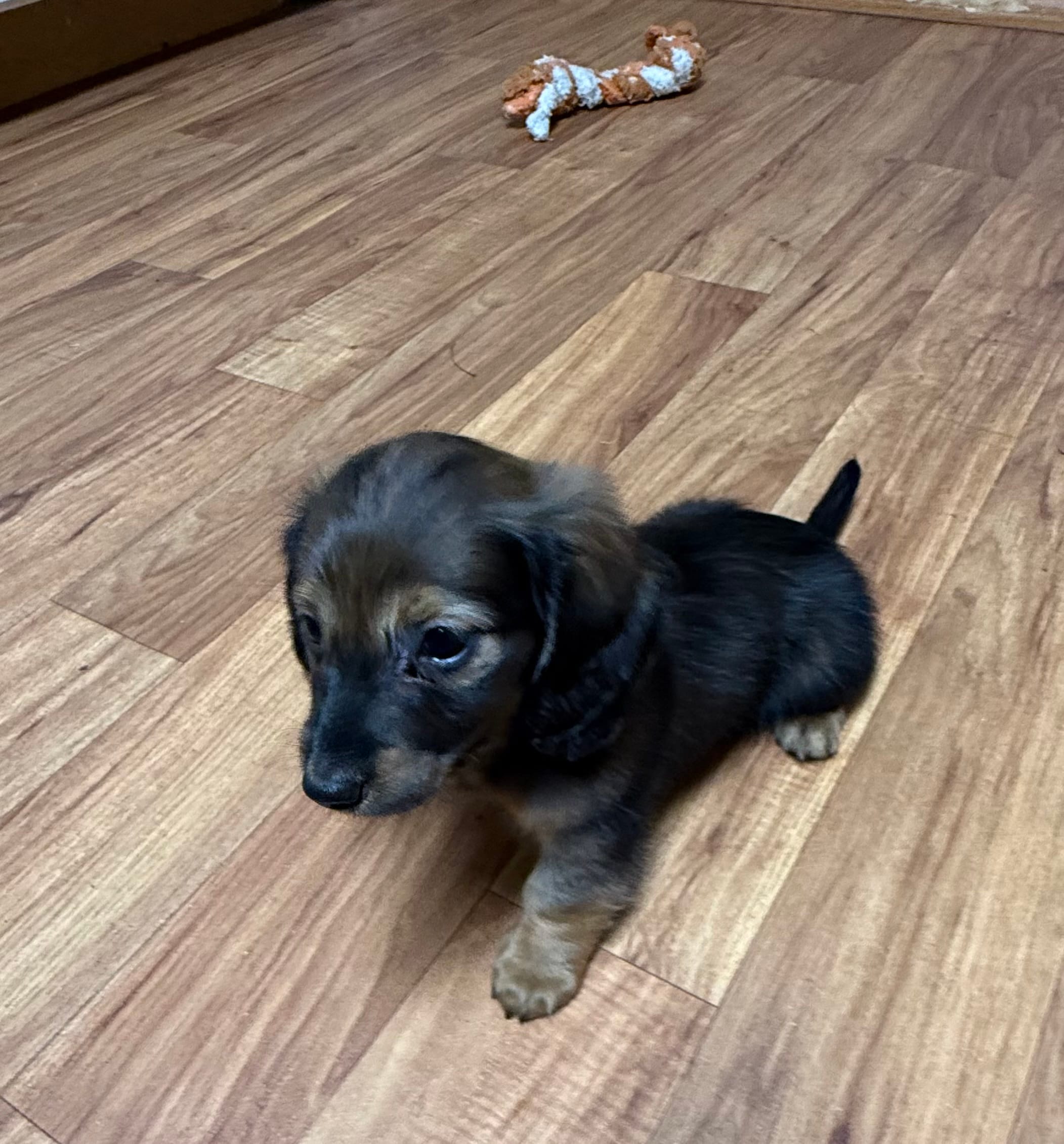 Wild Boar female – Miniature Dachshund puppy for sale in Americus, GA