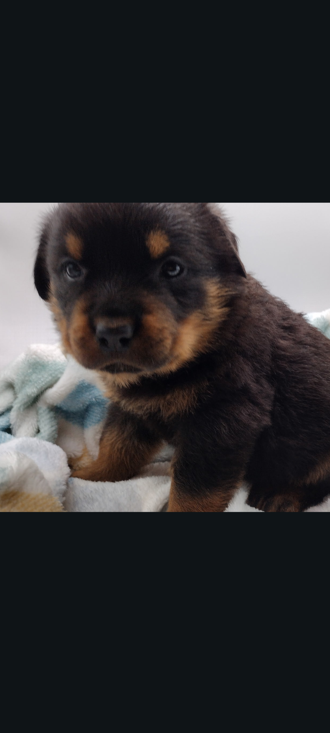 Mr. Dark Green – Rottweiler puppy for sale in Butler, IN