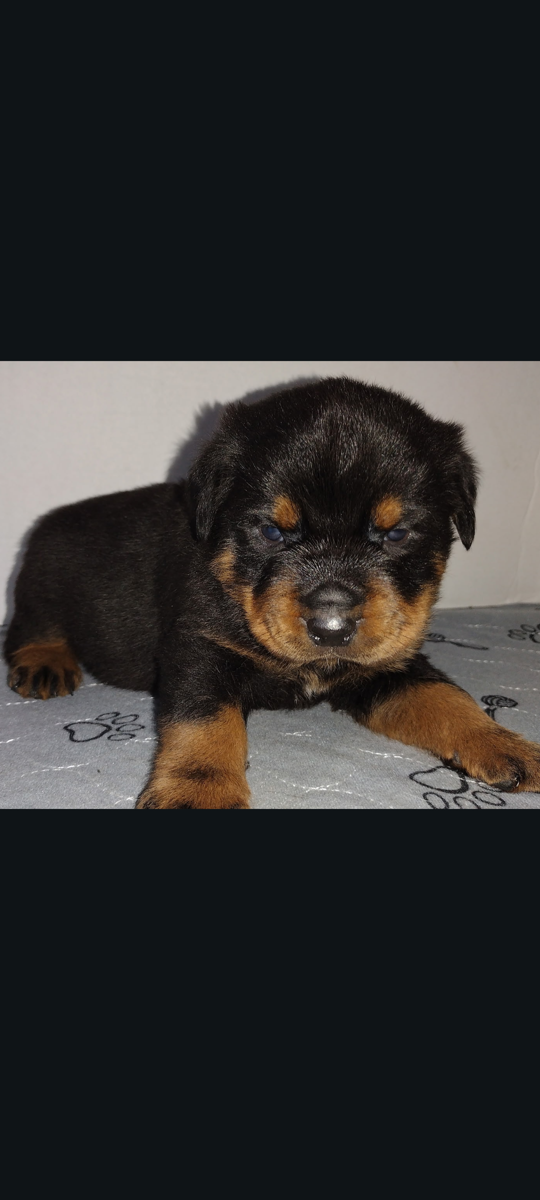Mr. Aqua  – Rottweiler puppy for sale in Butler, IN
