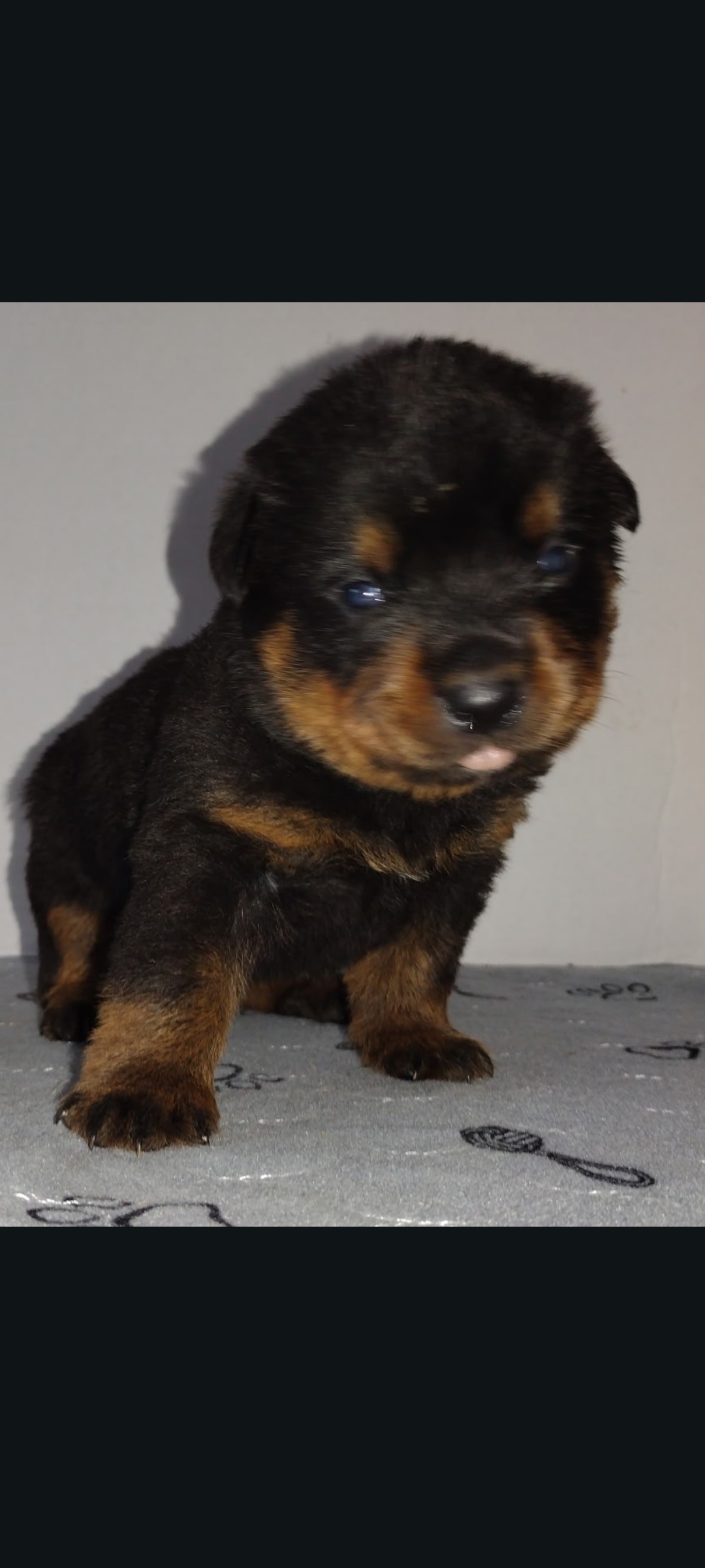 Mr. Dark Green – Rottweiler puppy for sale in Butler, IN