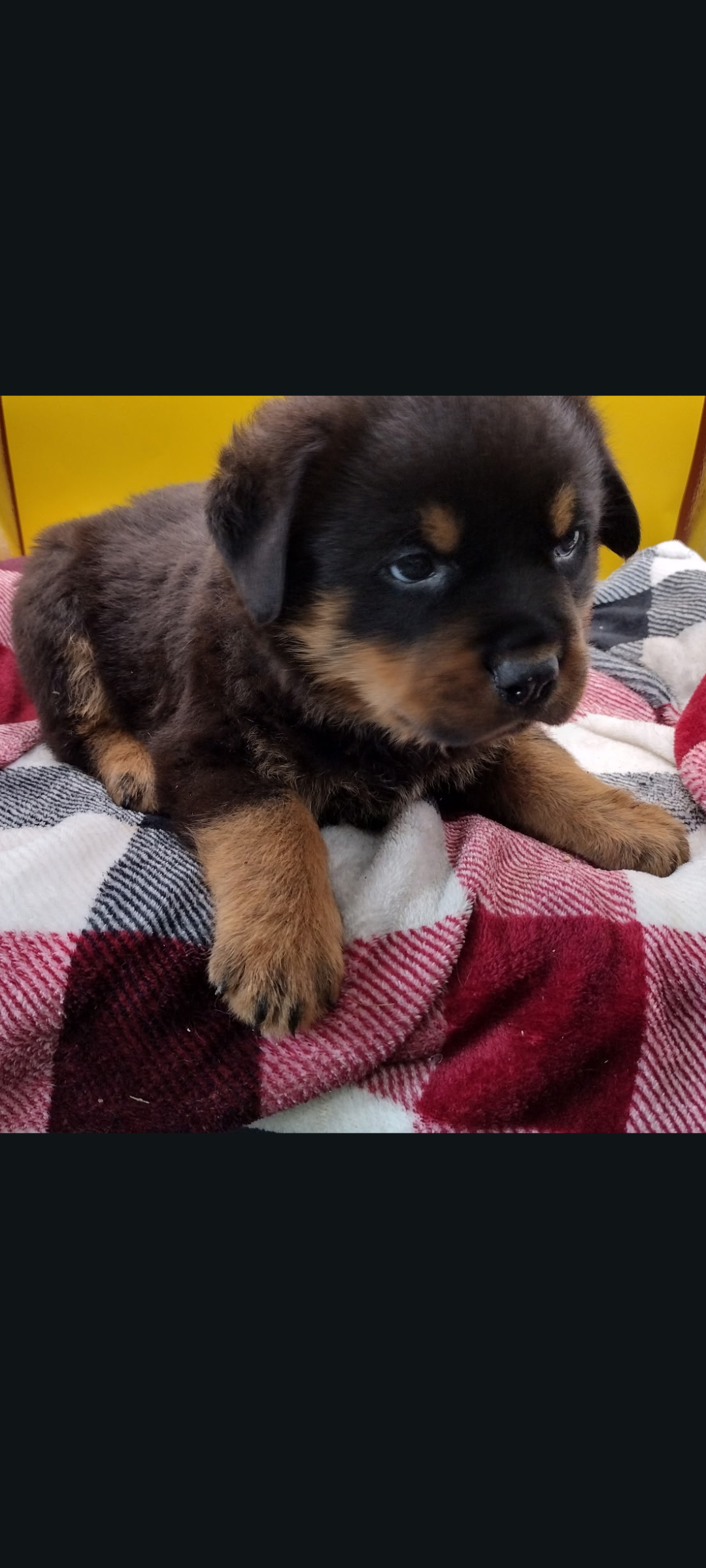 Mr. Dark Green – Rottweiler puppy for sale in Butler, IN