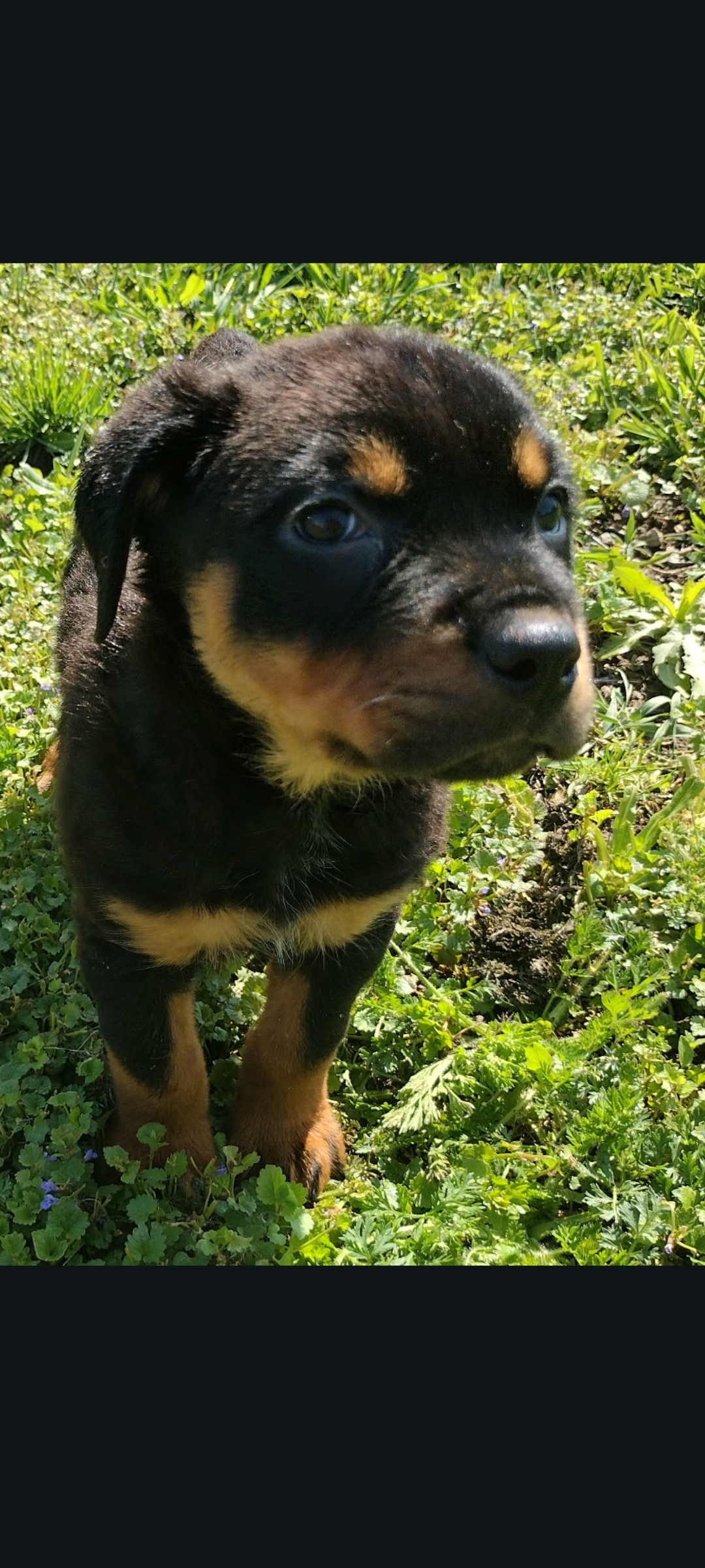 Ms. Purple – Rottweiler puppy for sale in Butler, IN