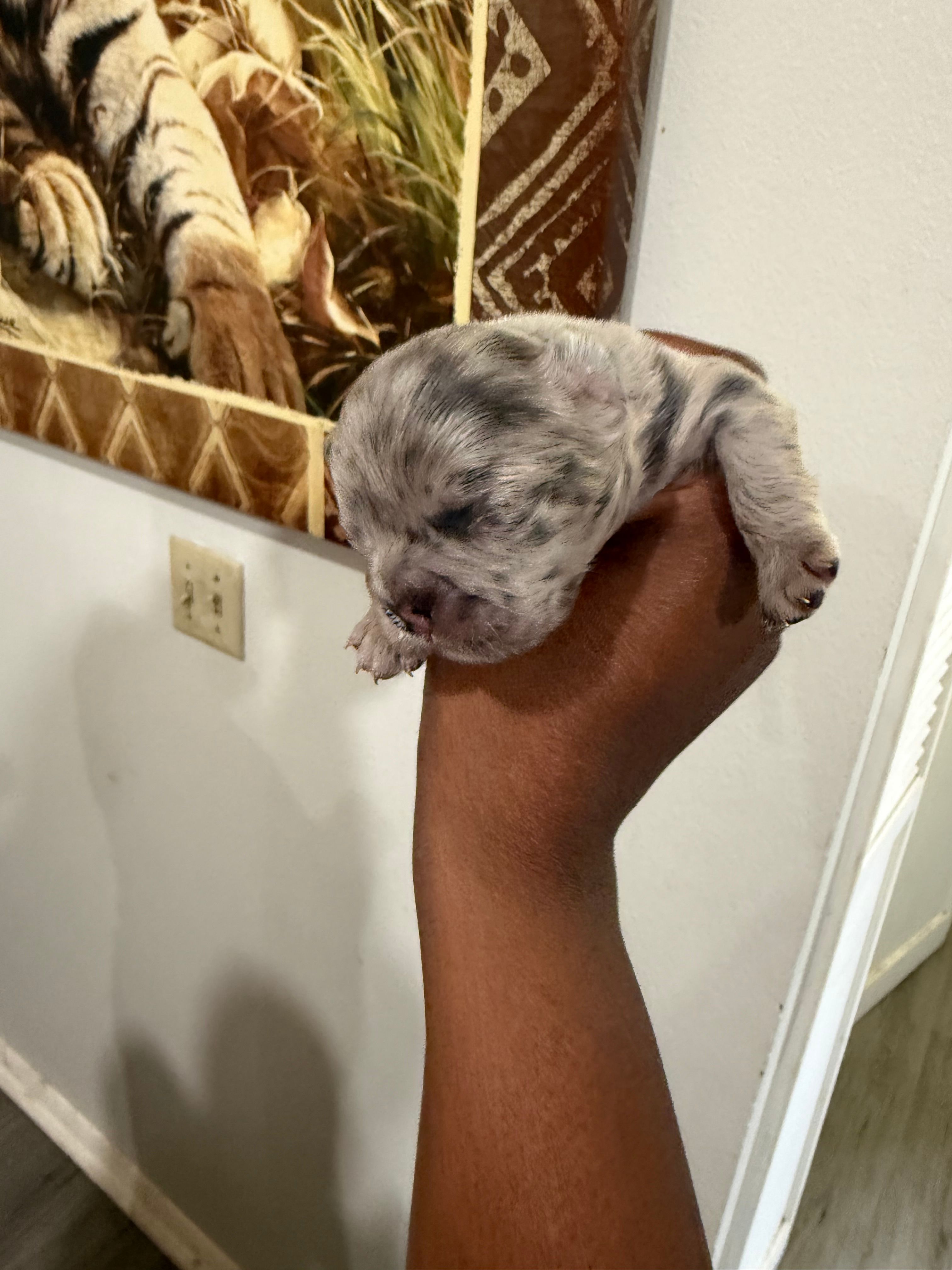 Zues – French Bulldog puppy for sale in Orlando, FL