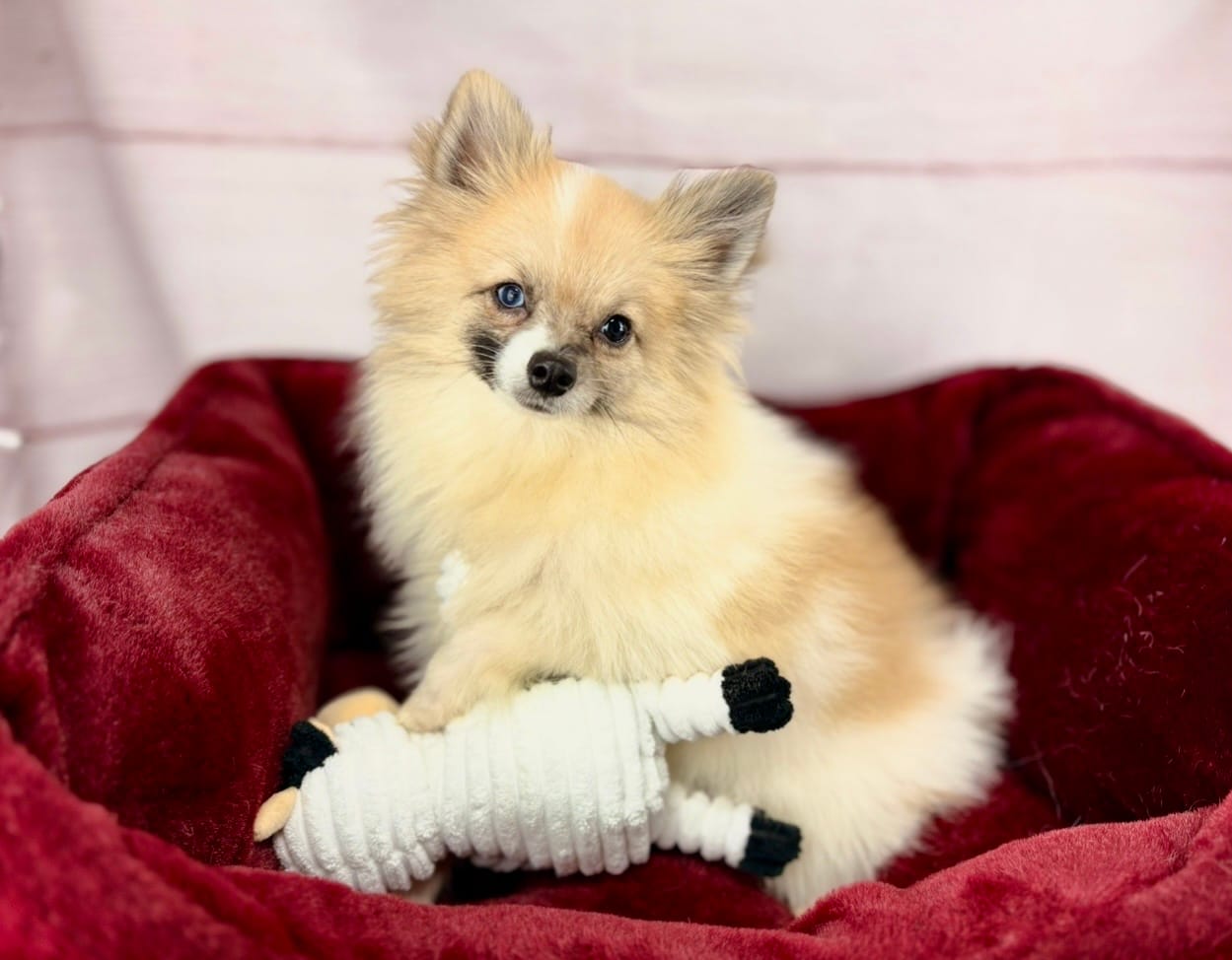 Sonic – Pomeranian puppy for sale in Houston, TX