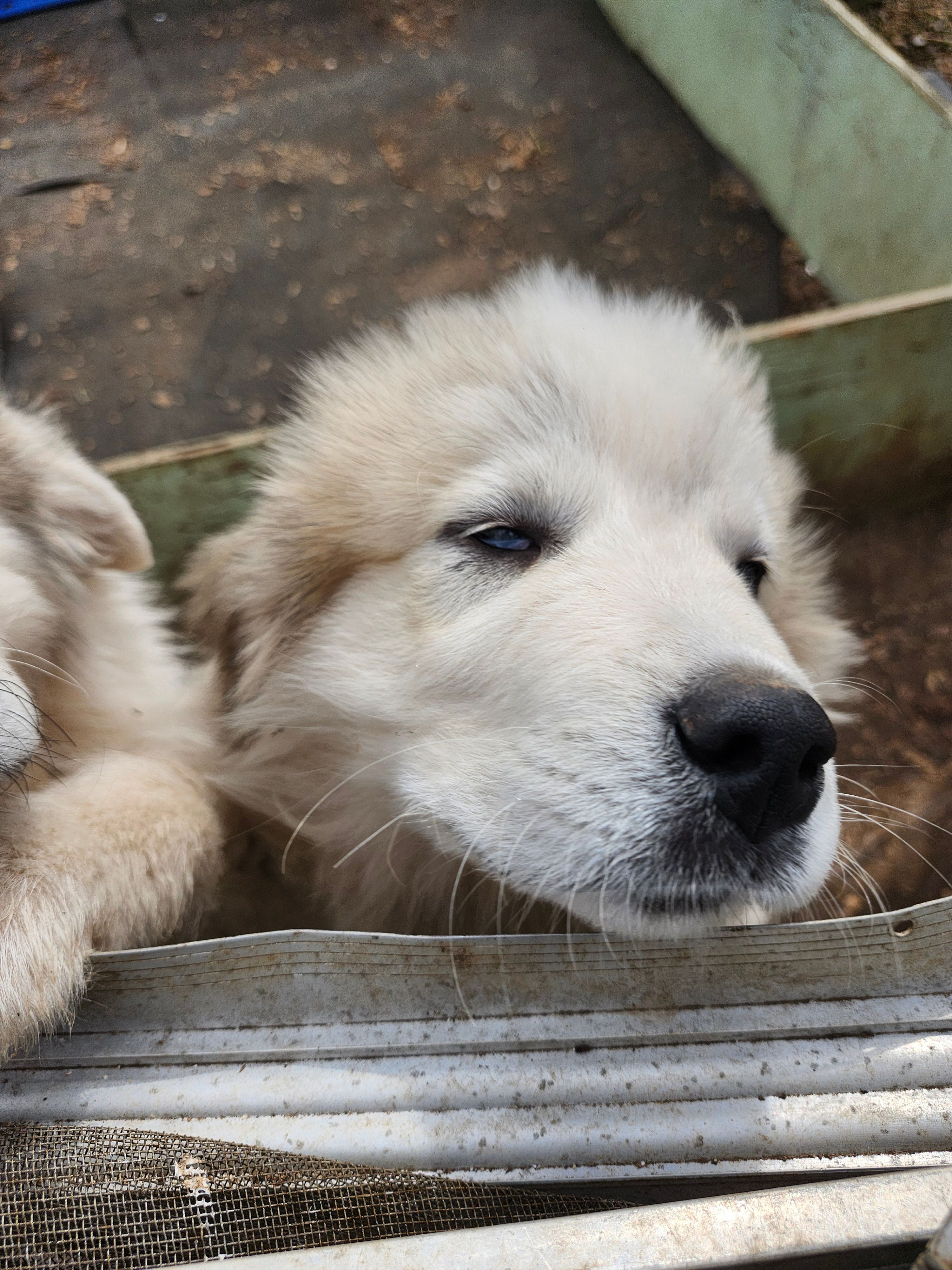 Obi-Wan  – Great Pyrenees puppy for sale in Morganton, NC