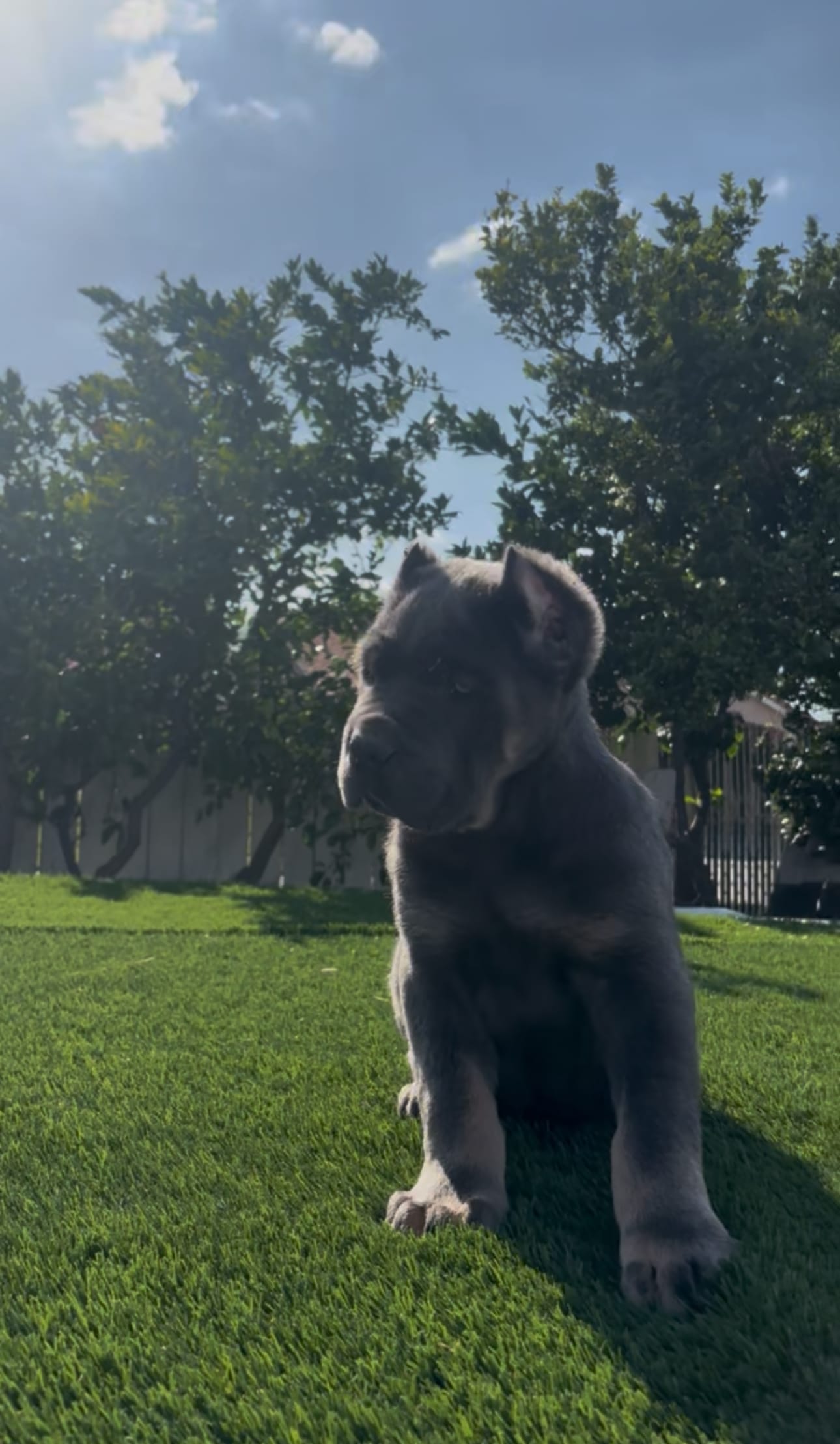 Diesel – Cane Corso puppy for sale in Fontana, CA