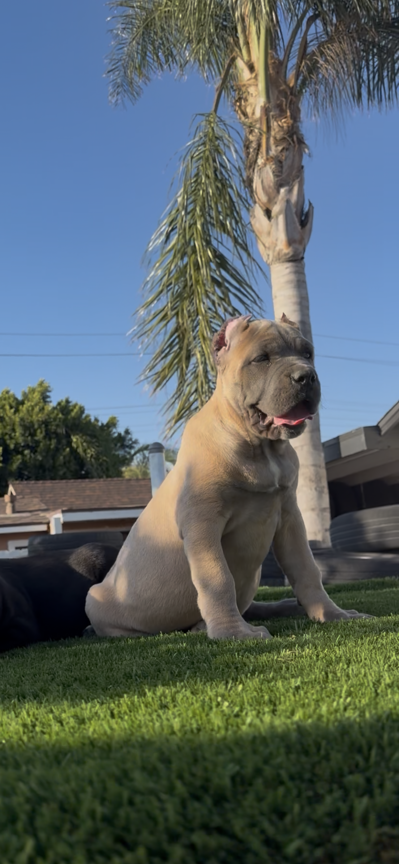 Stormi – Cane Corso puppy for sale in Fontana, CA