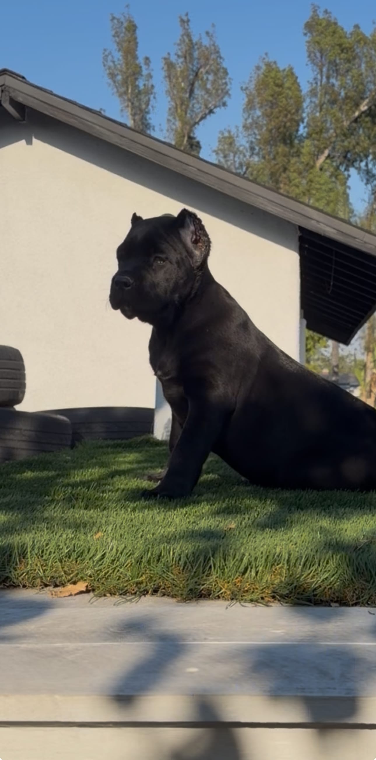 Luna – Cane Corso puppy for sale in Fontana, CA