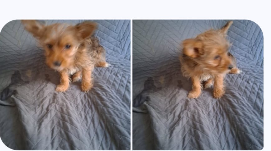 Princess – Yorkshire Terrier puppy for sale in Manchester, NH