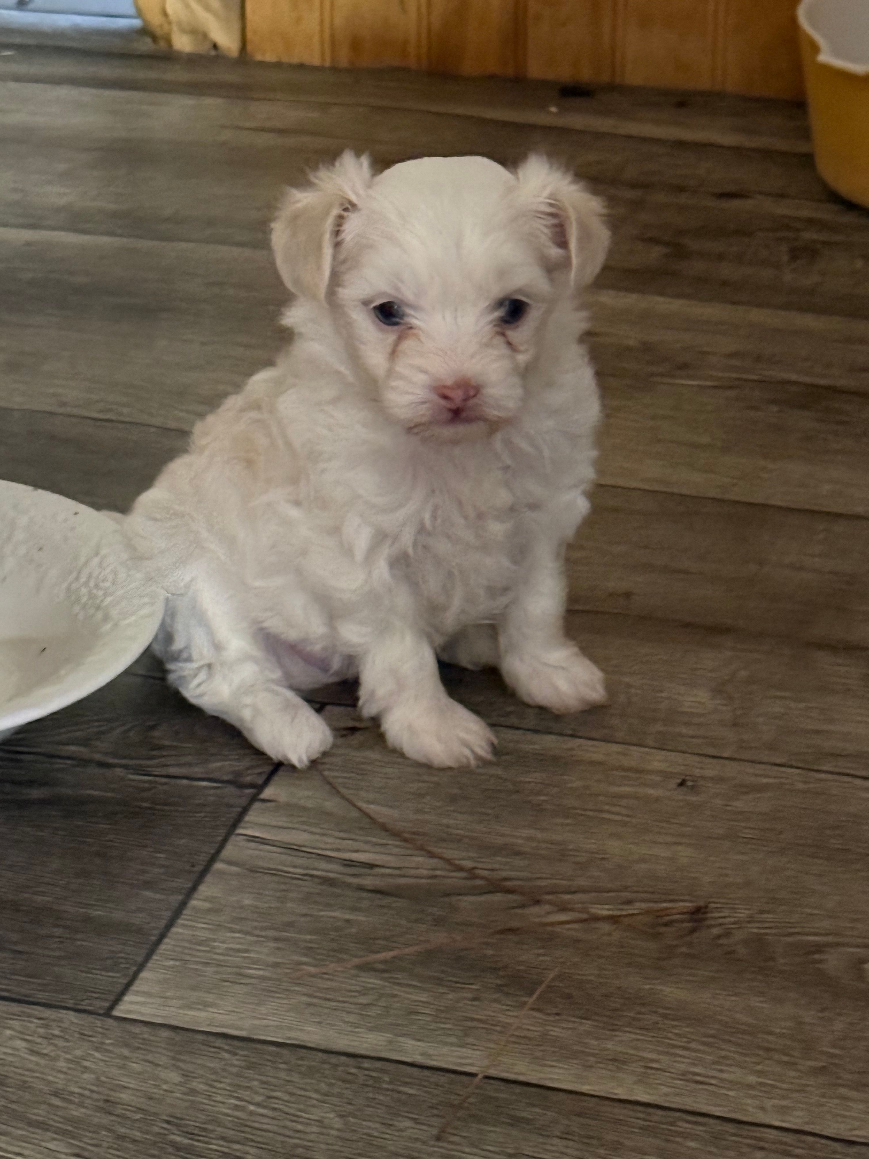 Snowflake – Chinese Crested puppy for sale in Ranger, GA