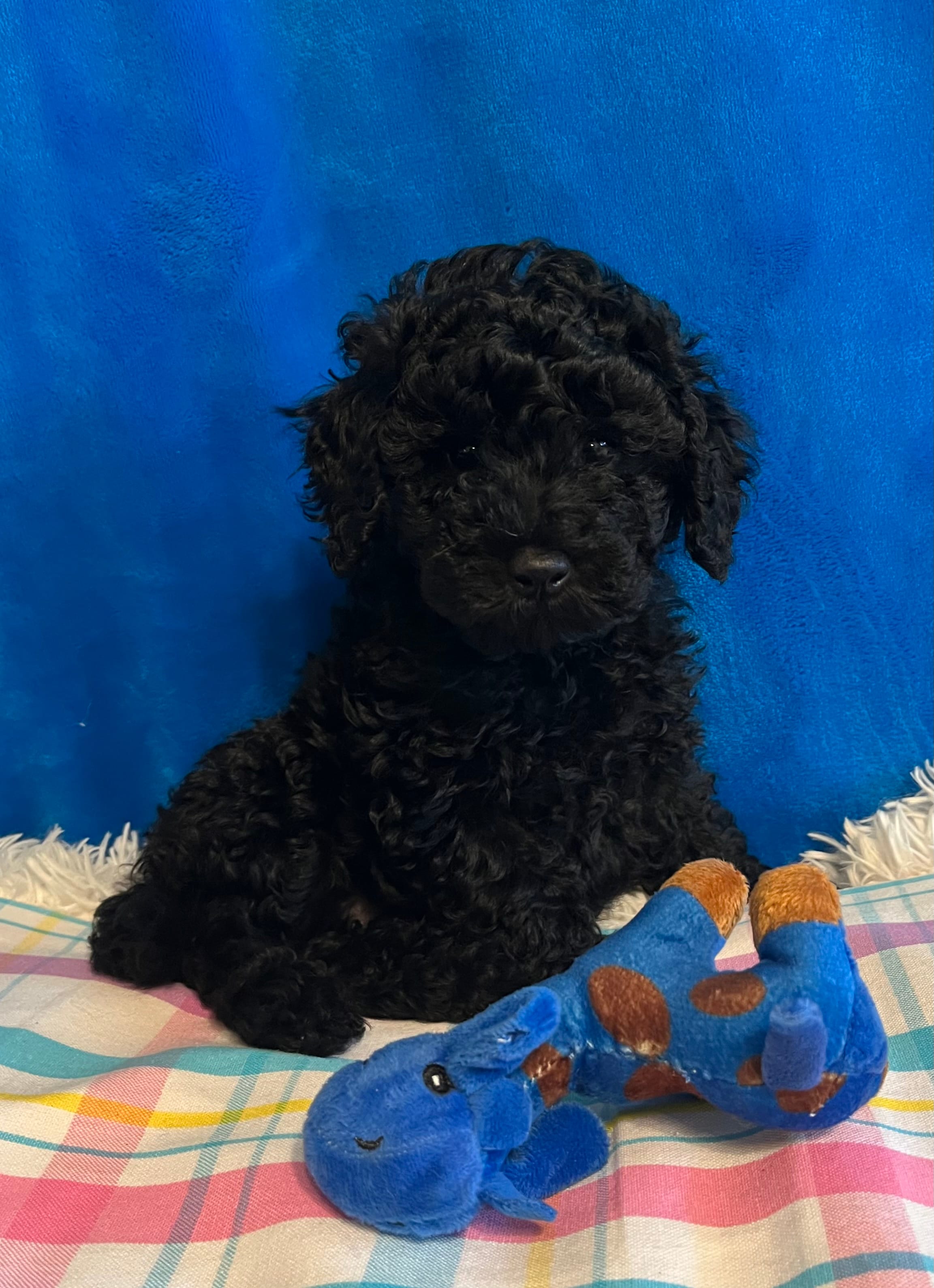 Stormy  – Poodle - Toy  puppy for sale in Tuscumbia, AL
