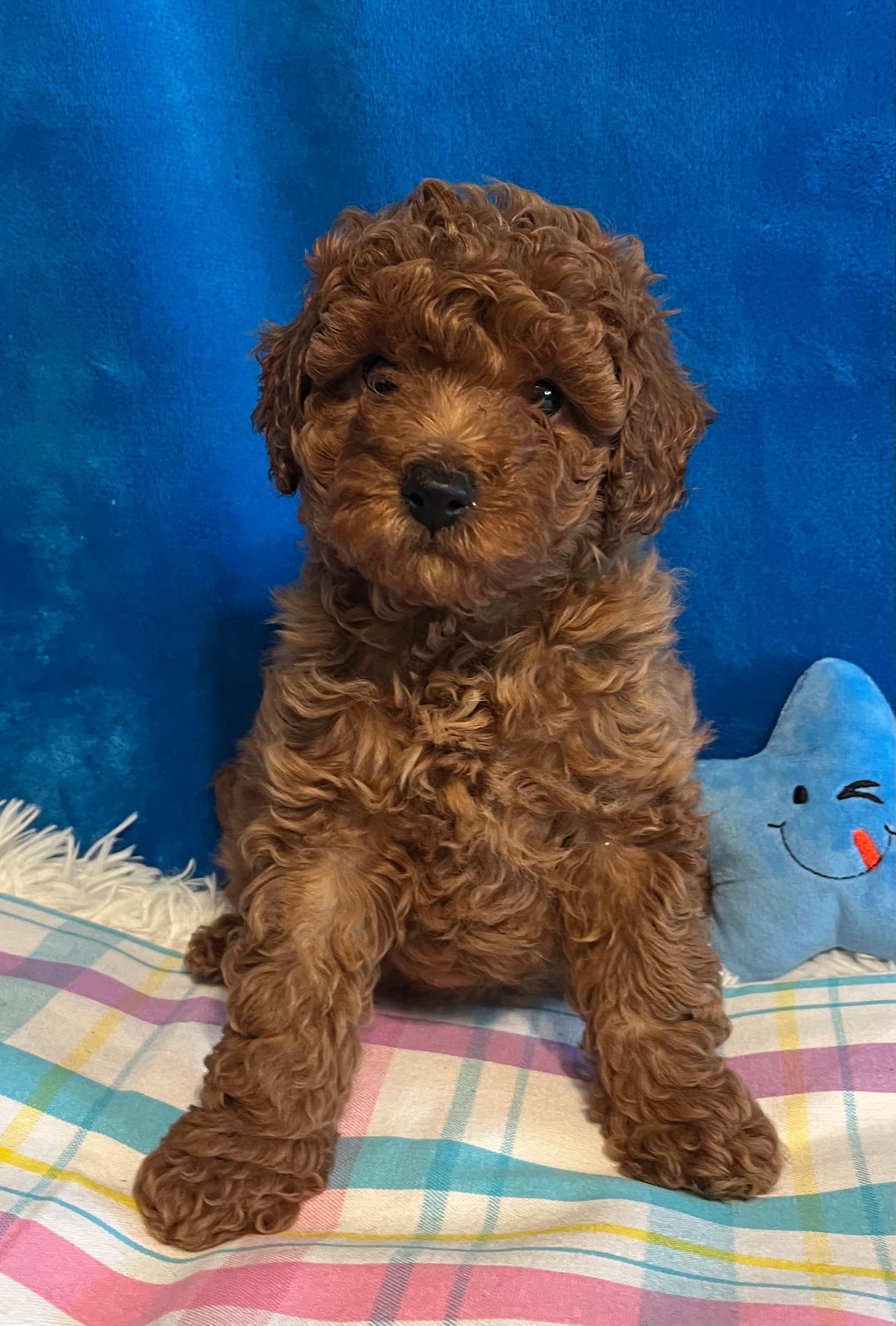 Jimmy – Poodle - Toy  puppy for sale in Tuscumbia, AL