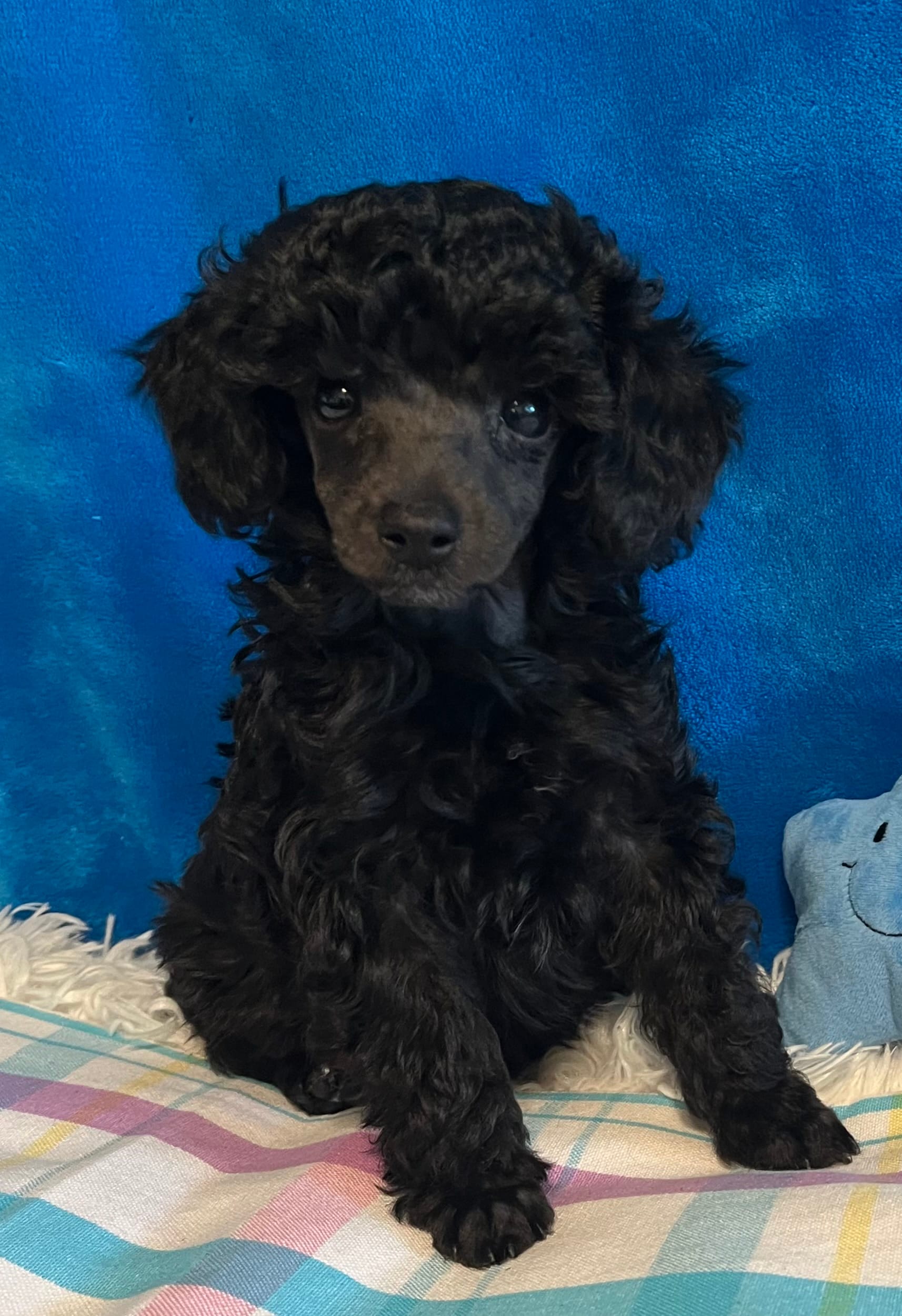 Armani – Poodle - Toy  puppy for sale in Tuscumbia, AL