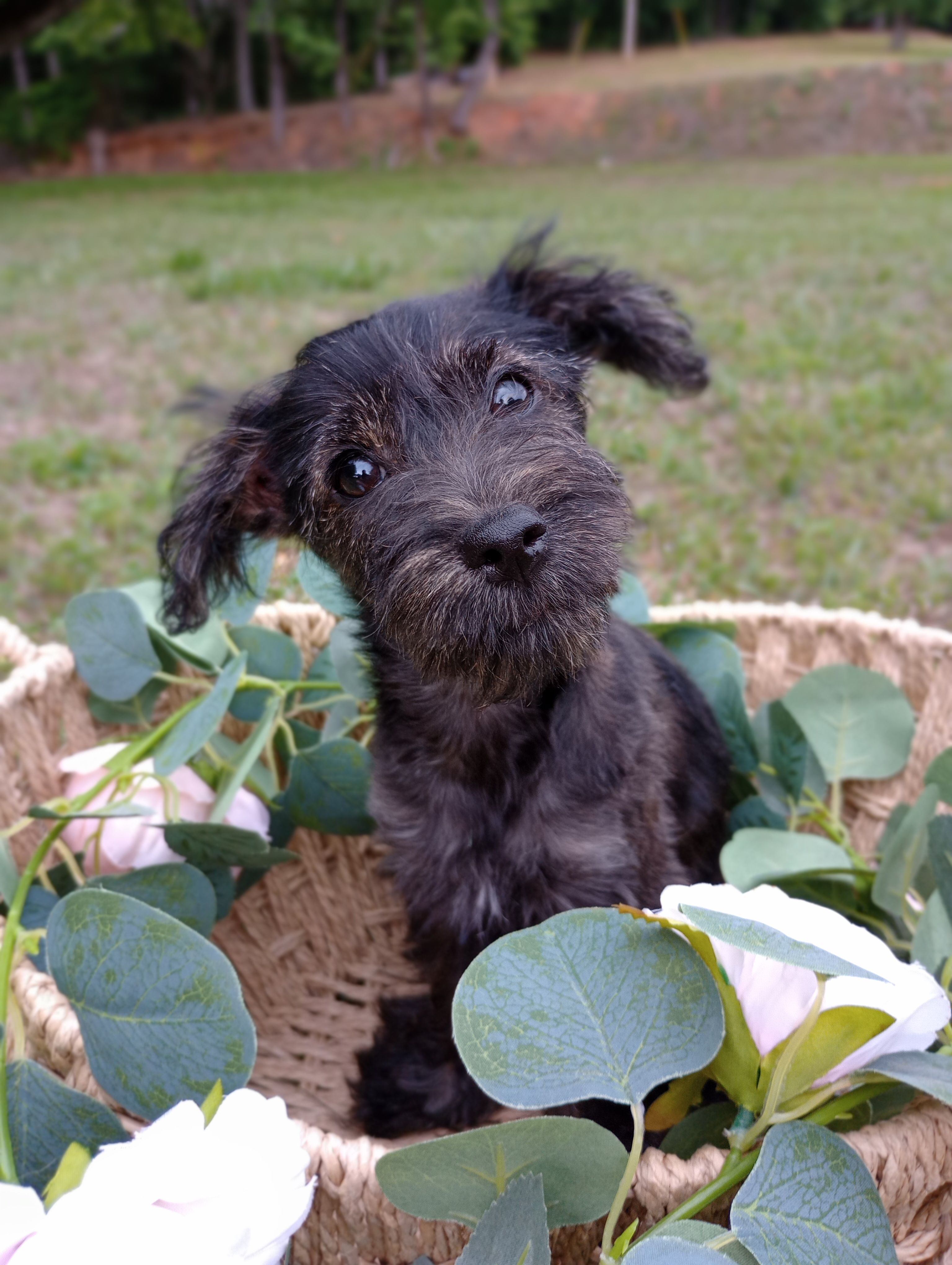 Daisy – Yorkshire Terrier puppy for sale in Ashland, AL