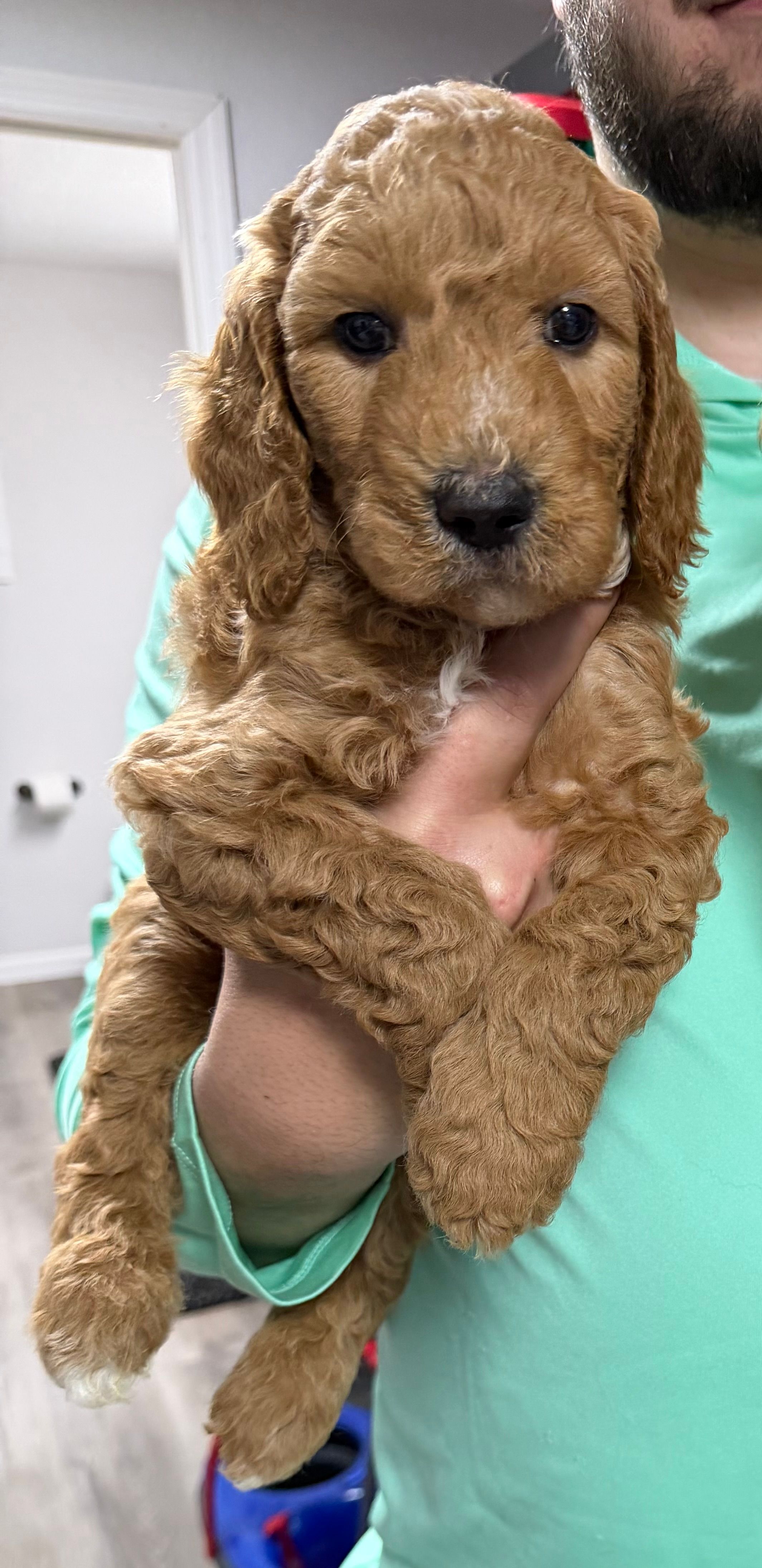 Knox F1b mini Goldendoodle  – Goldendoodle, Miniature Goldendoodle puppy for sale in Knoxville, TN