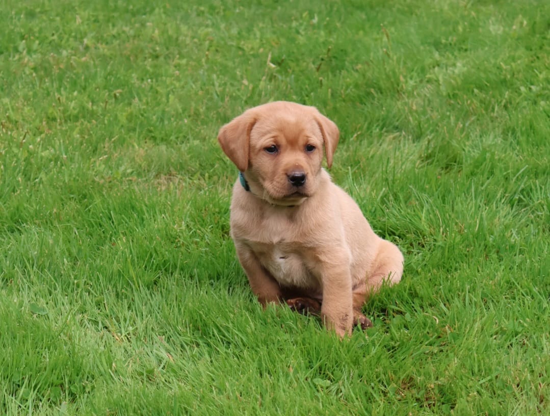 Harper – Labrador Retriever puppy for sale in Waymart, PA