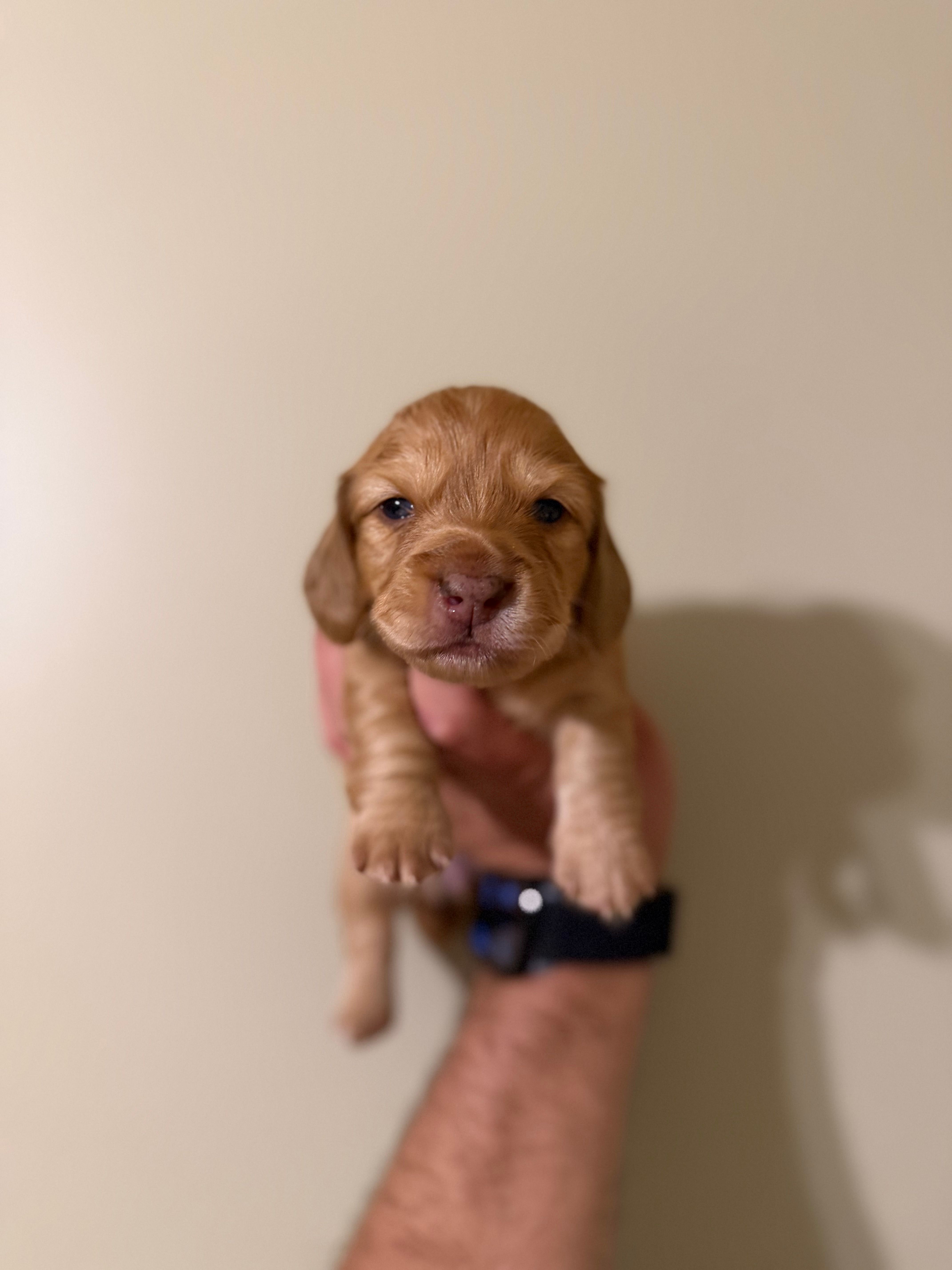 Ariel – Miniature Dachshund puppy for sale in Beloit, OH