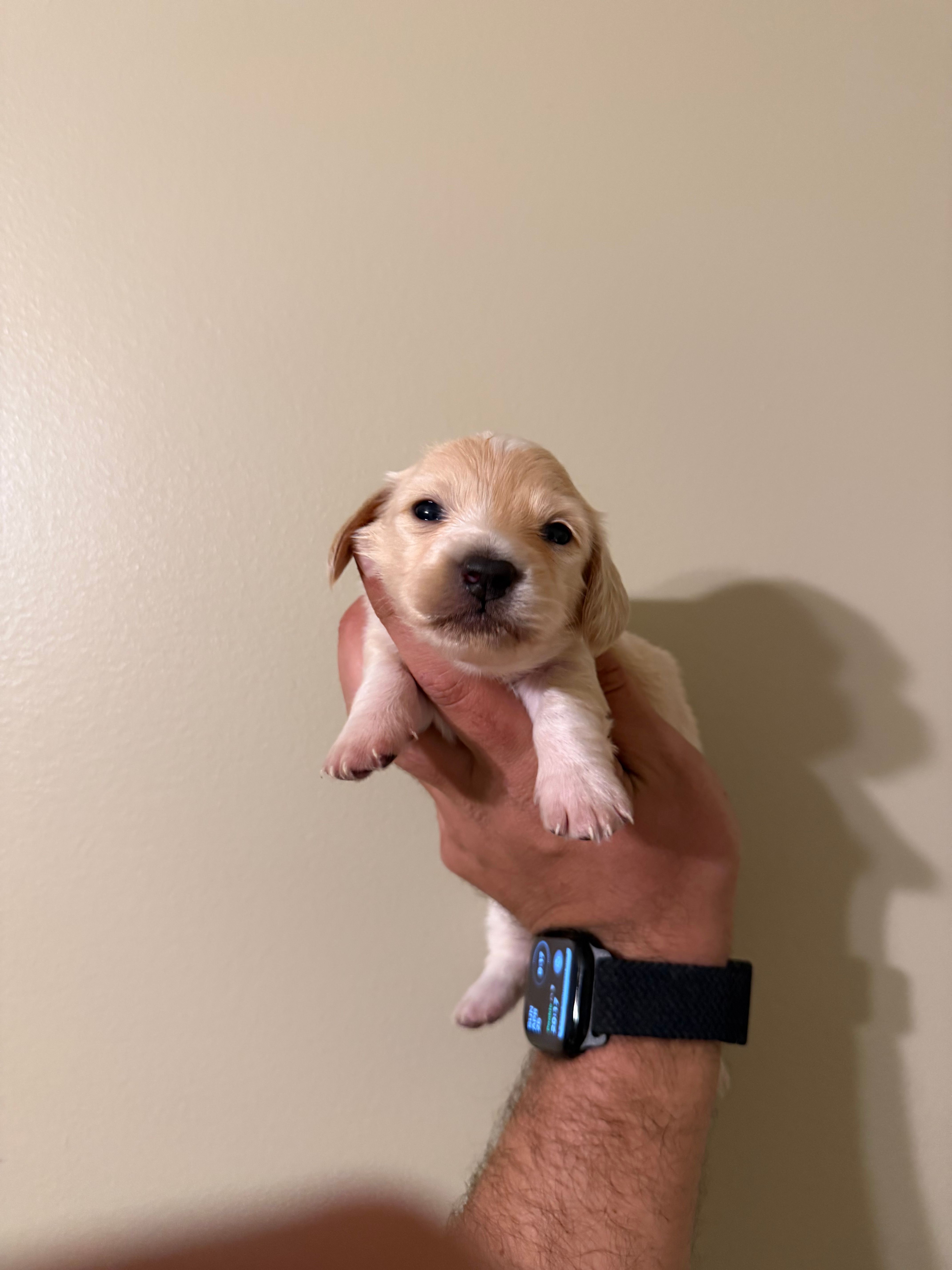 Tiana – Miniature Dachshund puppy for sale in Beloit, OH