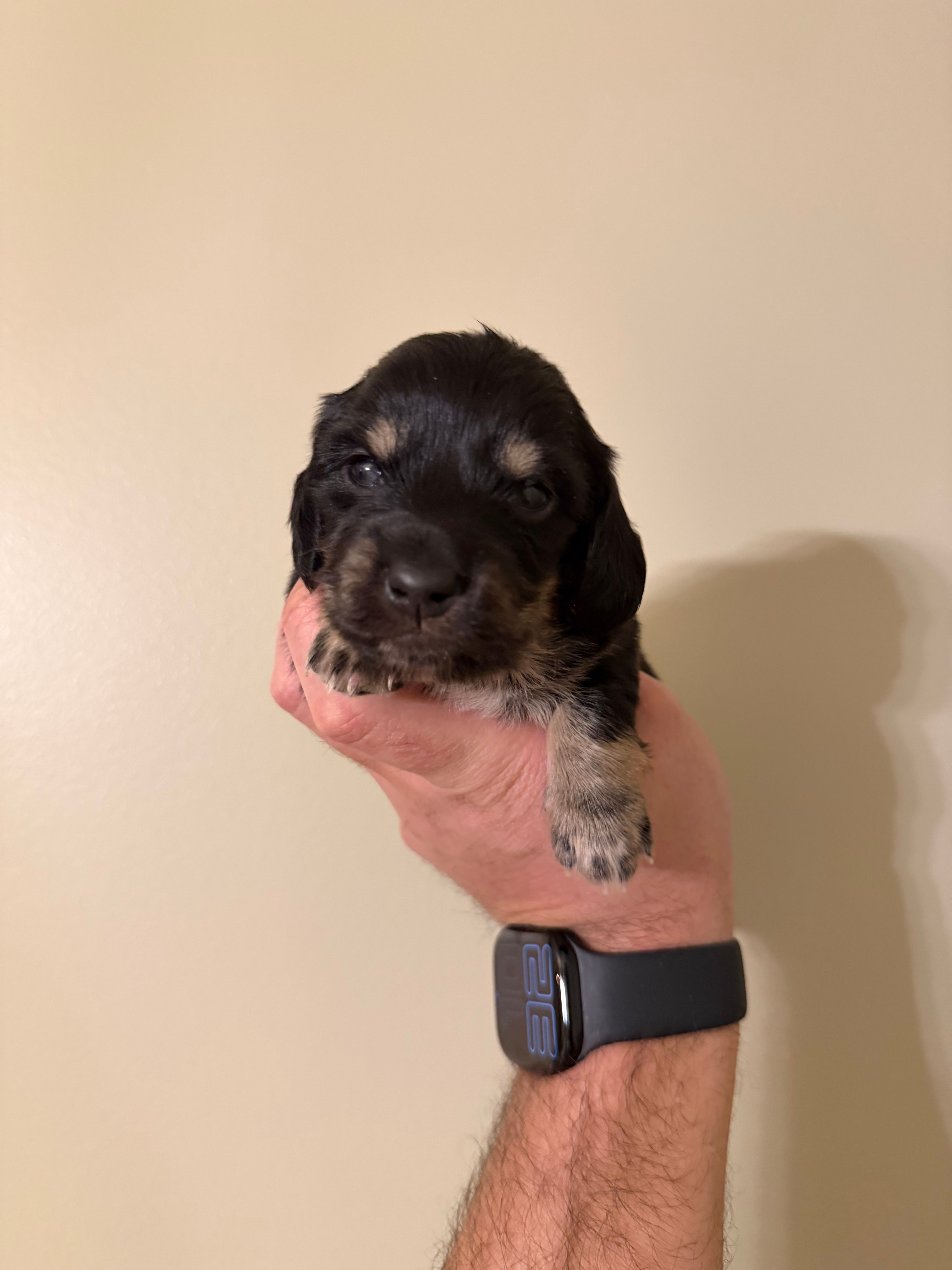 Buzz – Miniature Dachshund puppy for sale in Beloit, OH