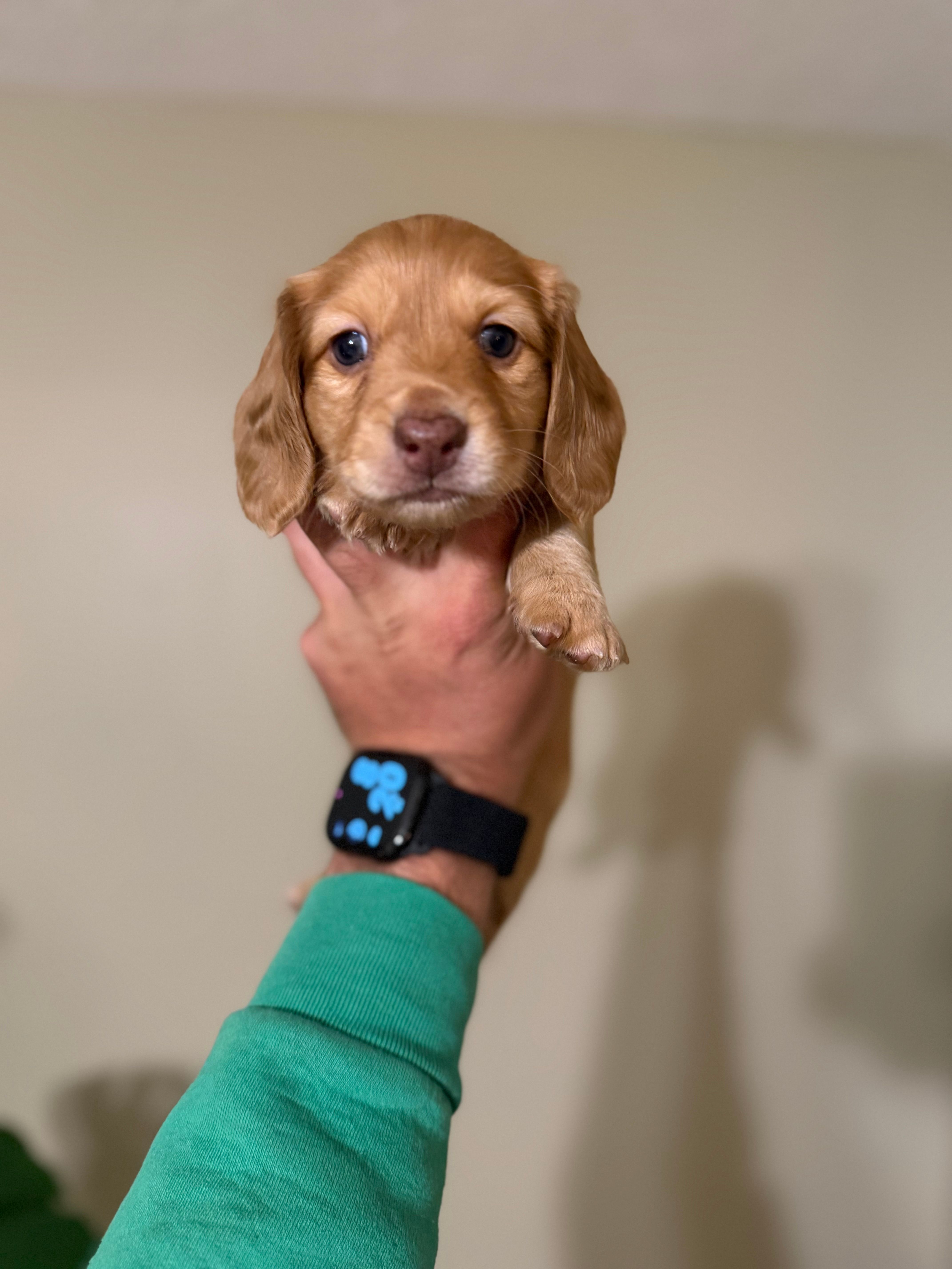 Ariel – Miniature Dachshund puppy for sale in Beloit, OH