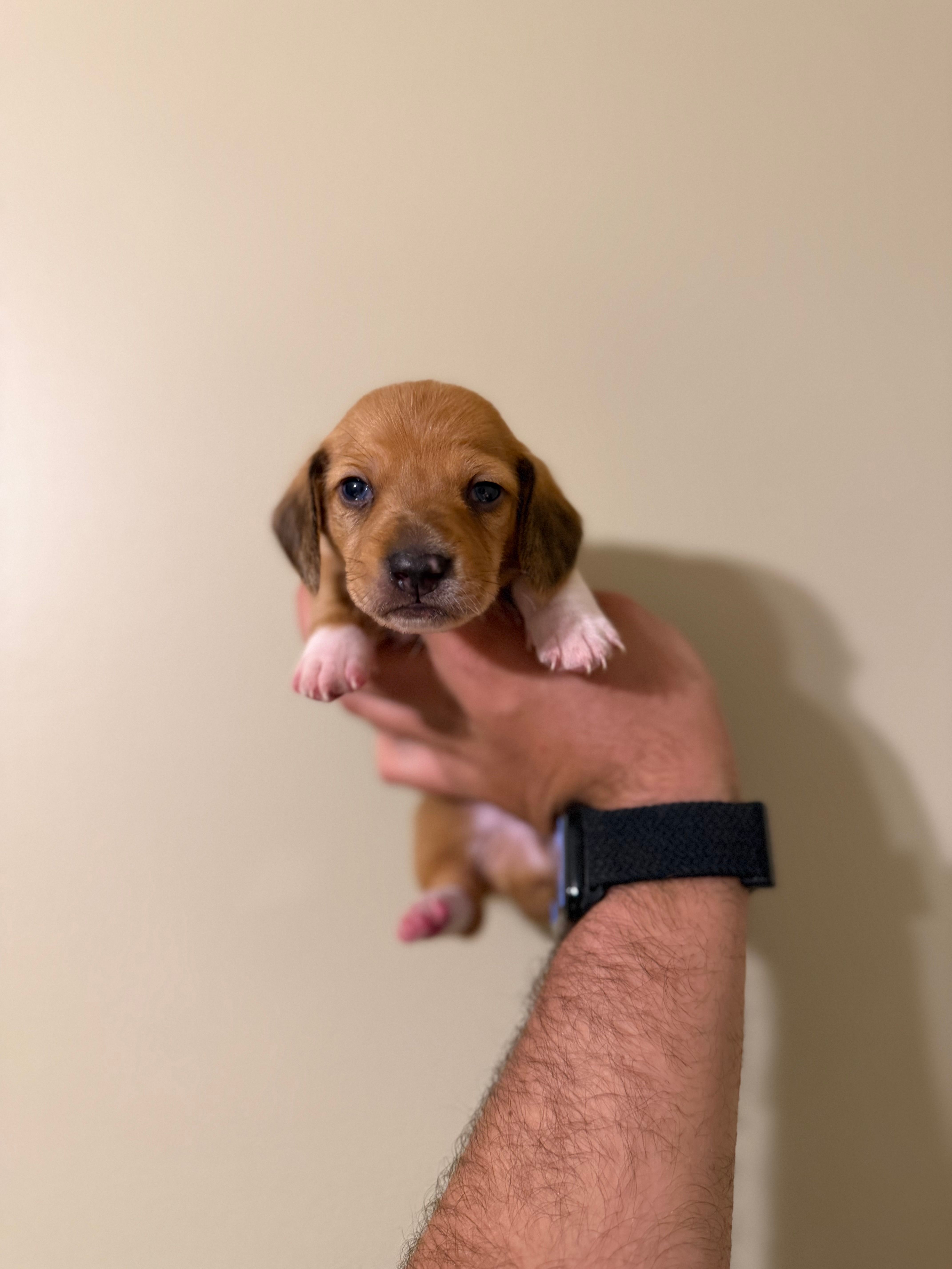 Flynn – Miniature Dachshund puppy for sale in Beloit, OH