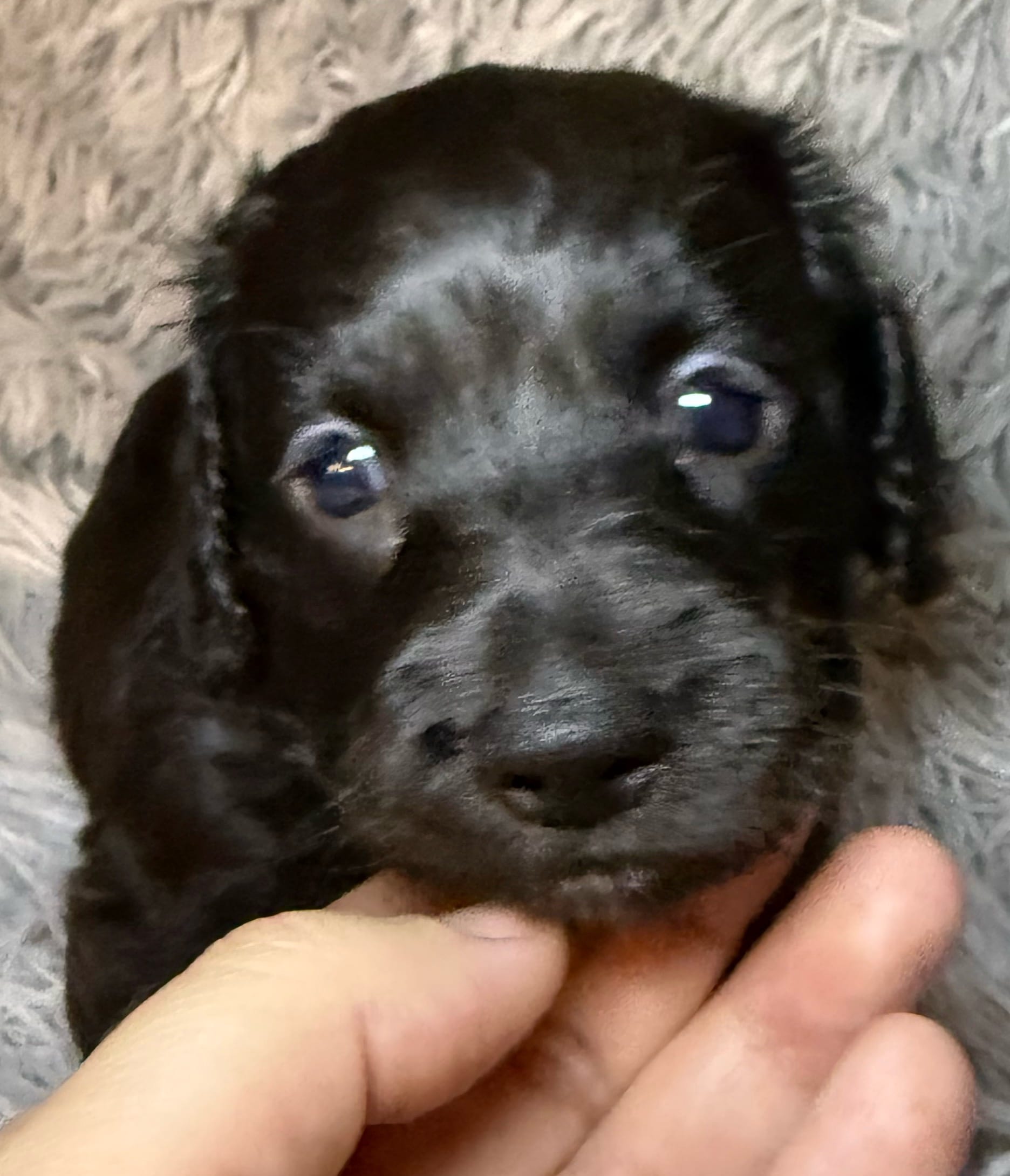 AKC/CKC LH Black Bear – Miniature Dachshund puppy for sale in San Antonio, TX