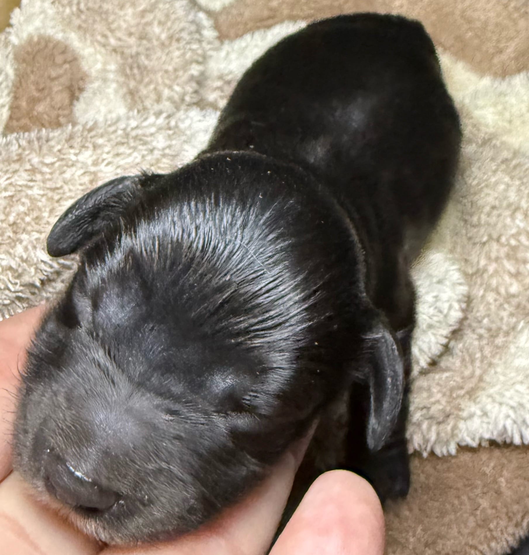 Black panther  – Miniature Dachshund puppy for sale in San Antonio, TX