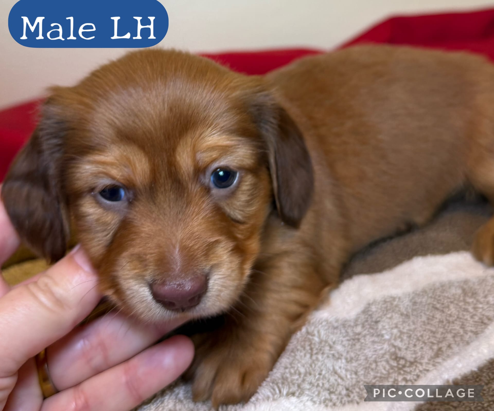 Teddy Bear – Miniature Dachshund puppy for sale in San Antonio, TX