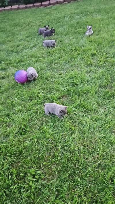 Piper, a male French Bulldog for sale in Coshocton, OH – 2 of 7