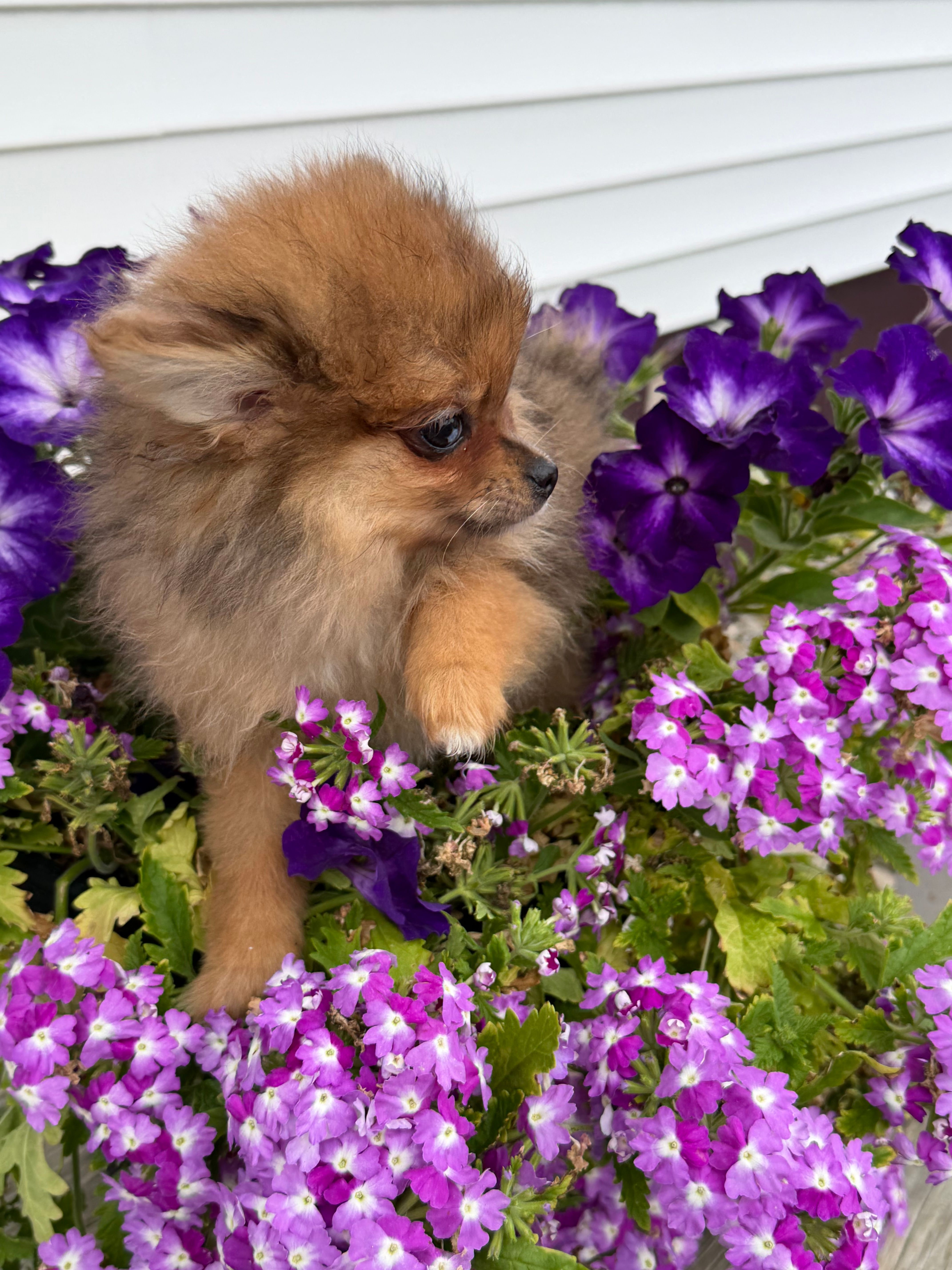Stori – Pomeranian puppy for sale in Wytheville, VA