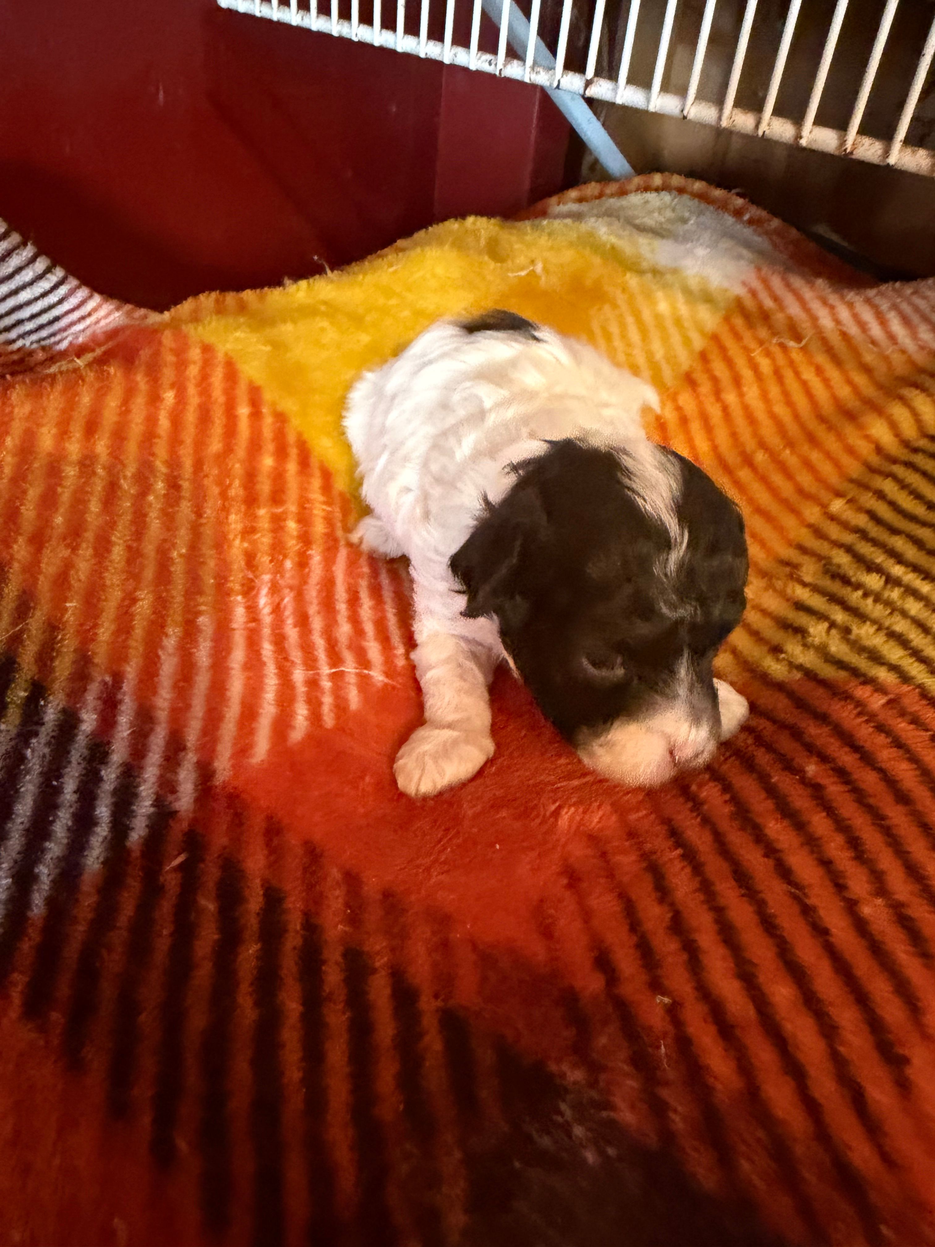 Lonnie – Poodle - Miniature  puppy for sale in Wytheville, VA