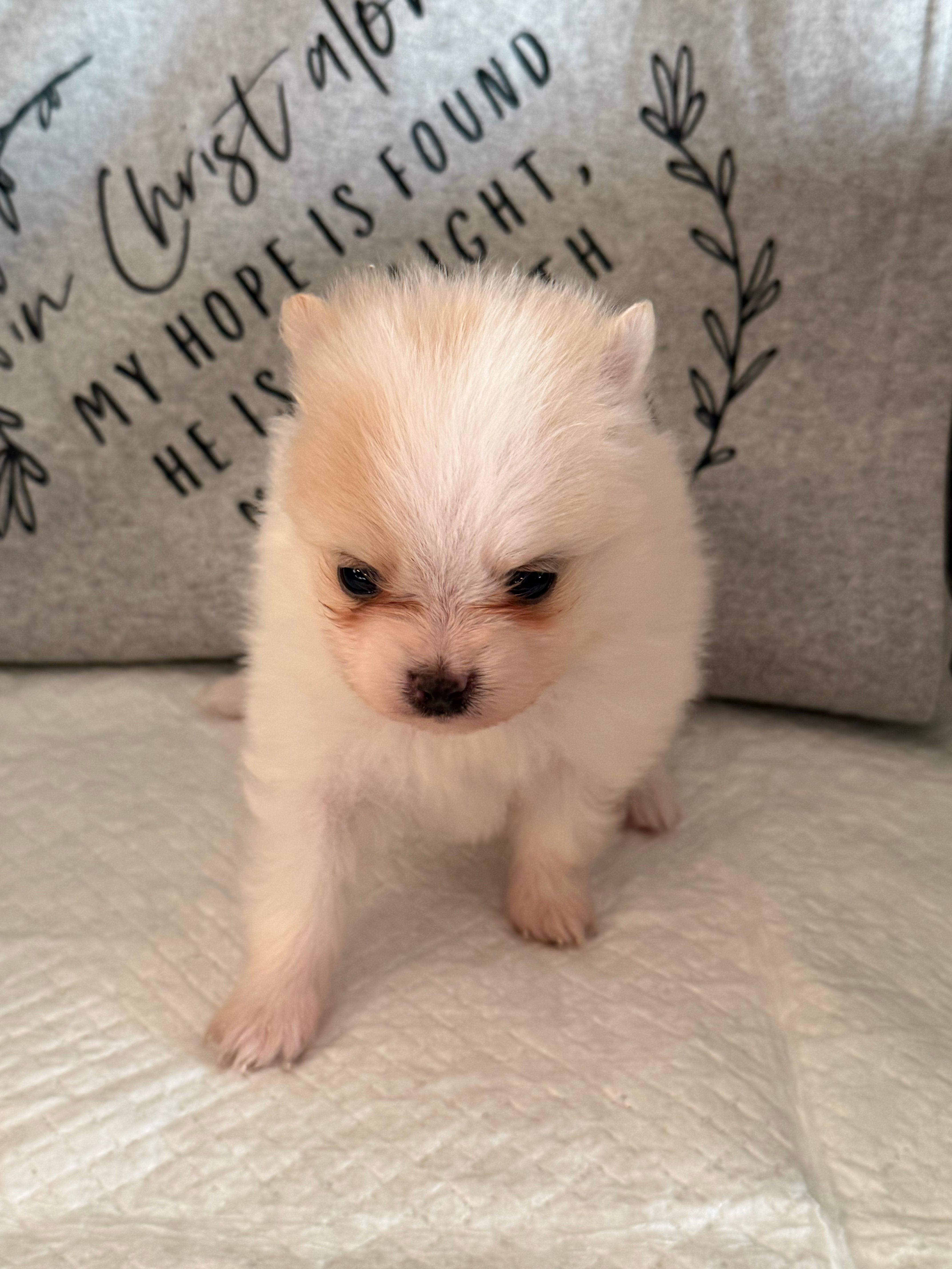 Sassy – Pomeranian puppy for sale in Wytheville, VA
