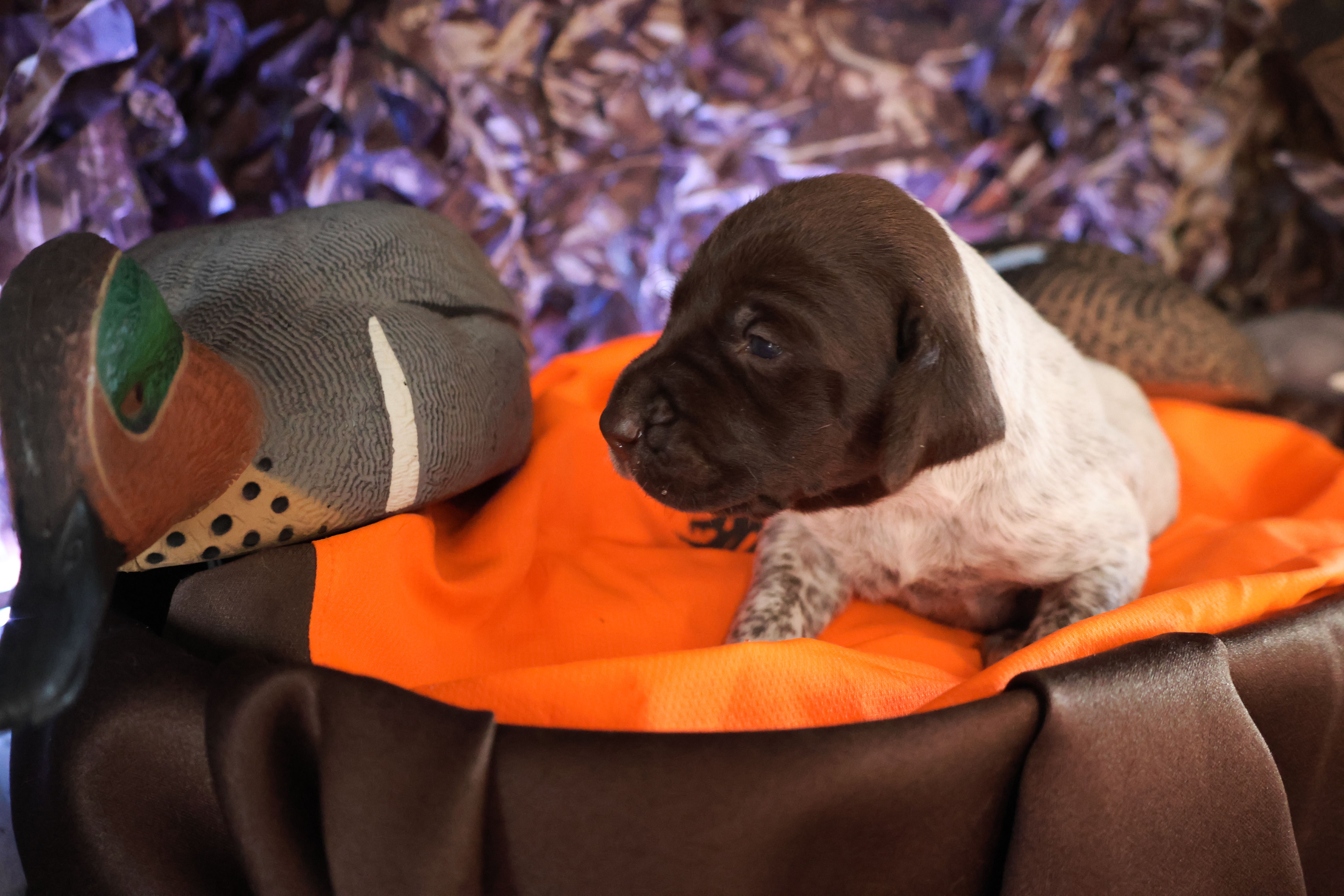 Puppy #1 – German Shorthaired Pointer puppy for sale in Evansville, WY
