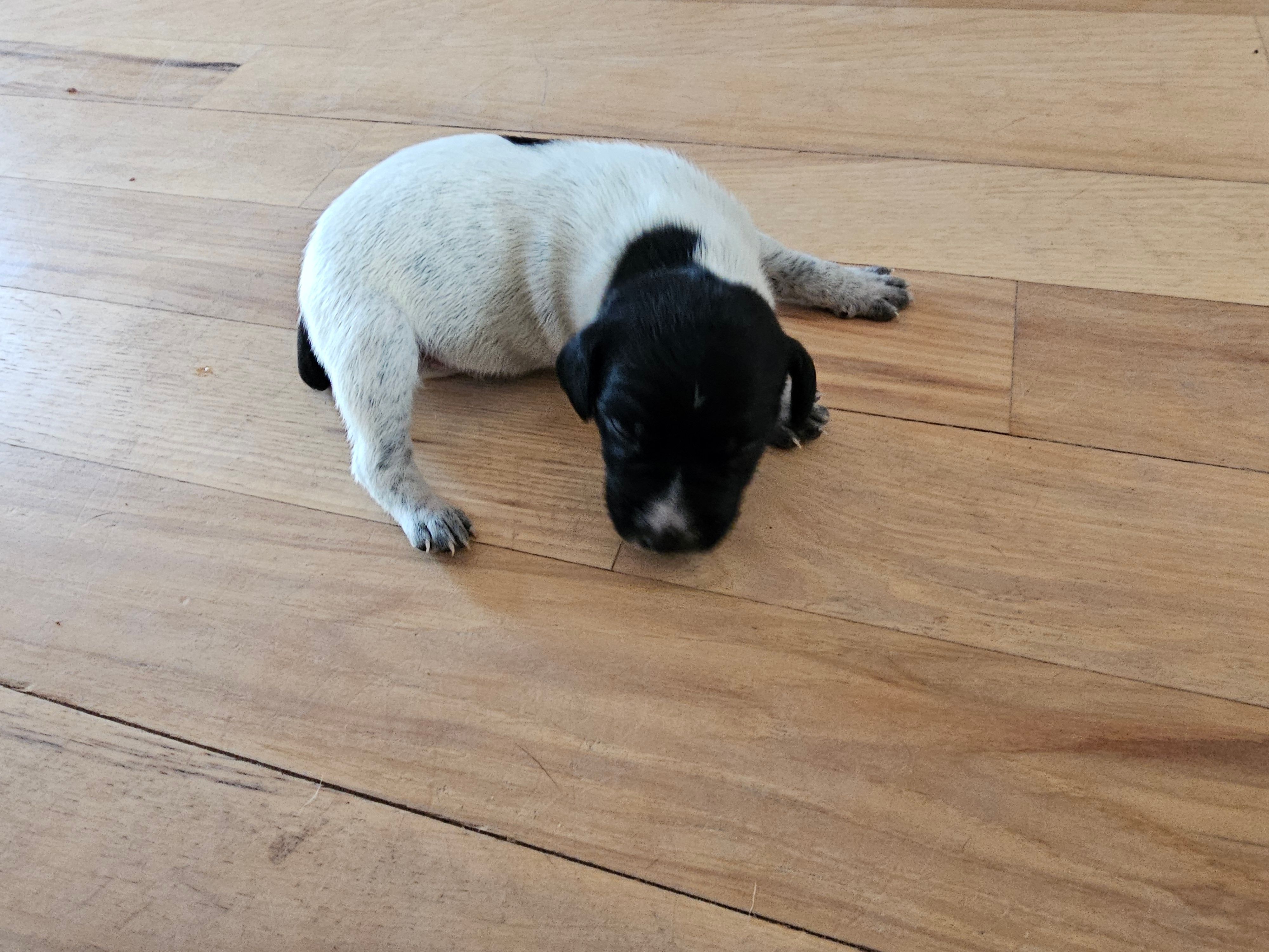 Puppy #10 – German Shorthaired Pointer puppy for sale in Evansville, WY
