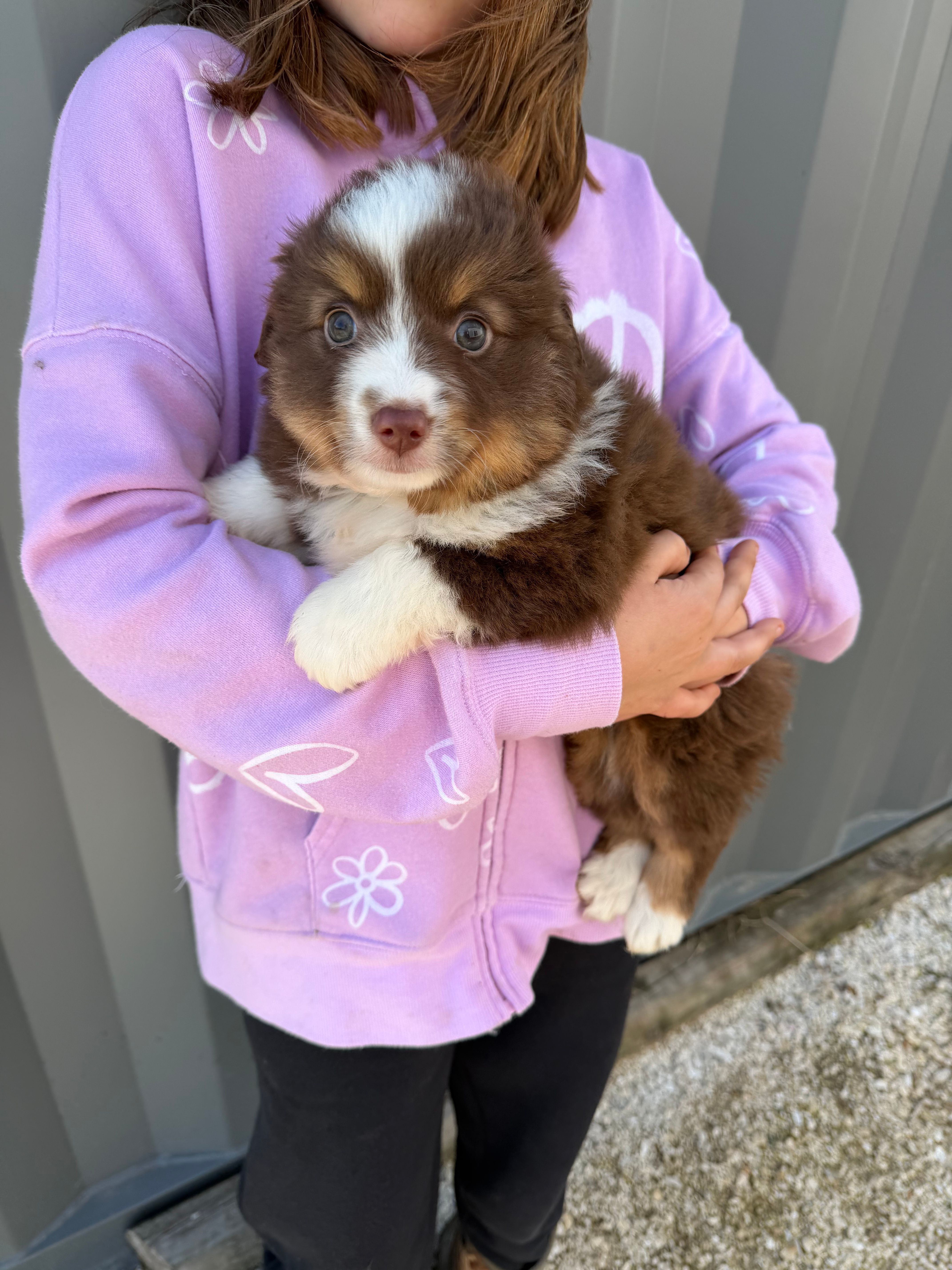 Mini aussie – Miniature Australian Shepherd puppy for sale in Plymouth, IL