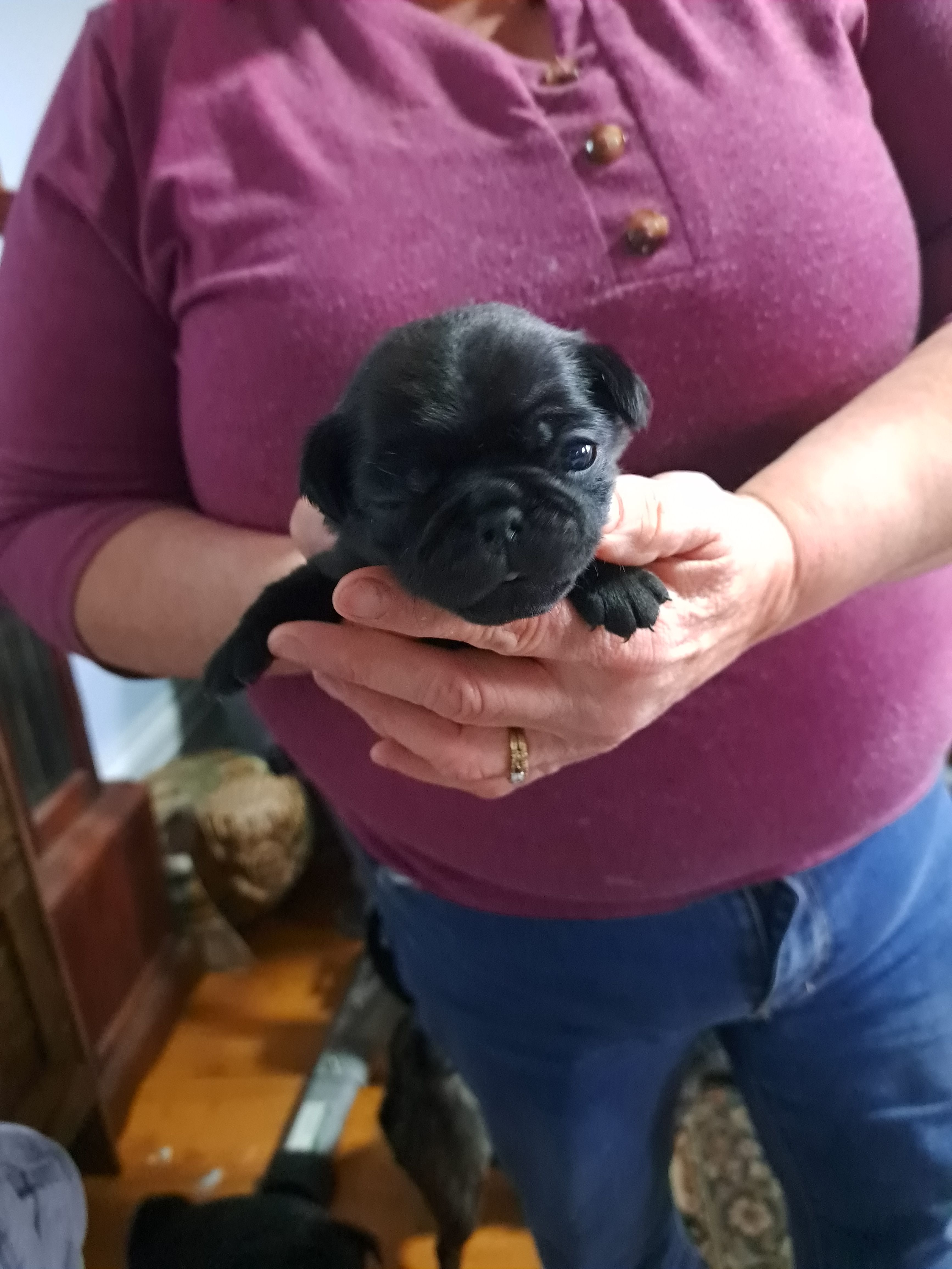 Tony AKC – Pug puppy for sale in Edgerton, WI