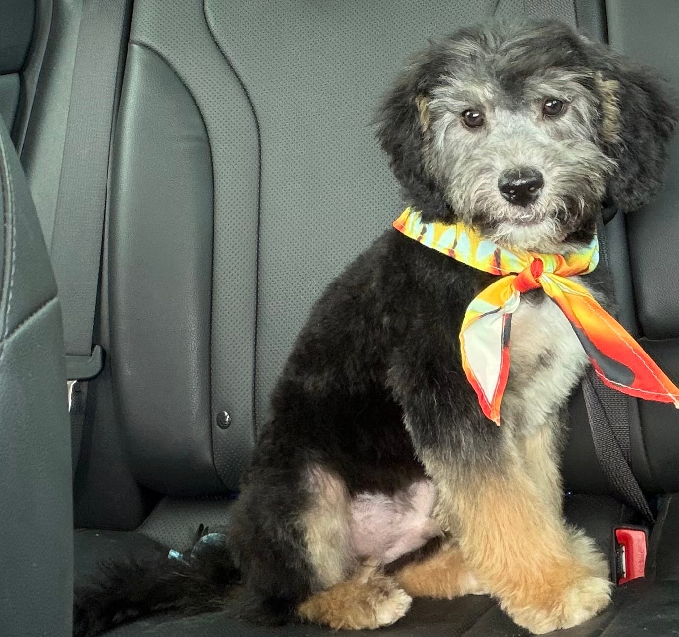 Perseus – Miniature Aussiedoodle puppy for sale in Cocoa, FL