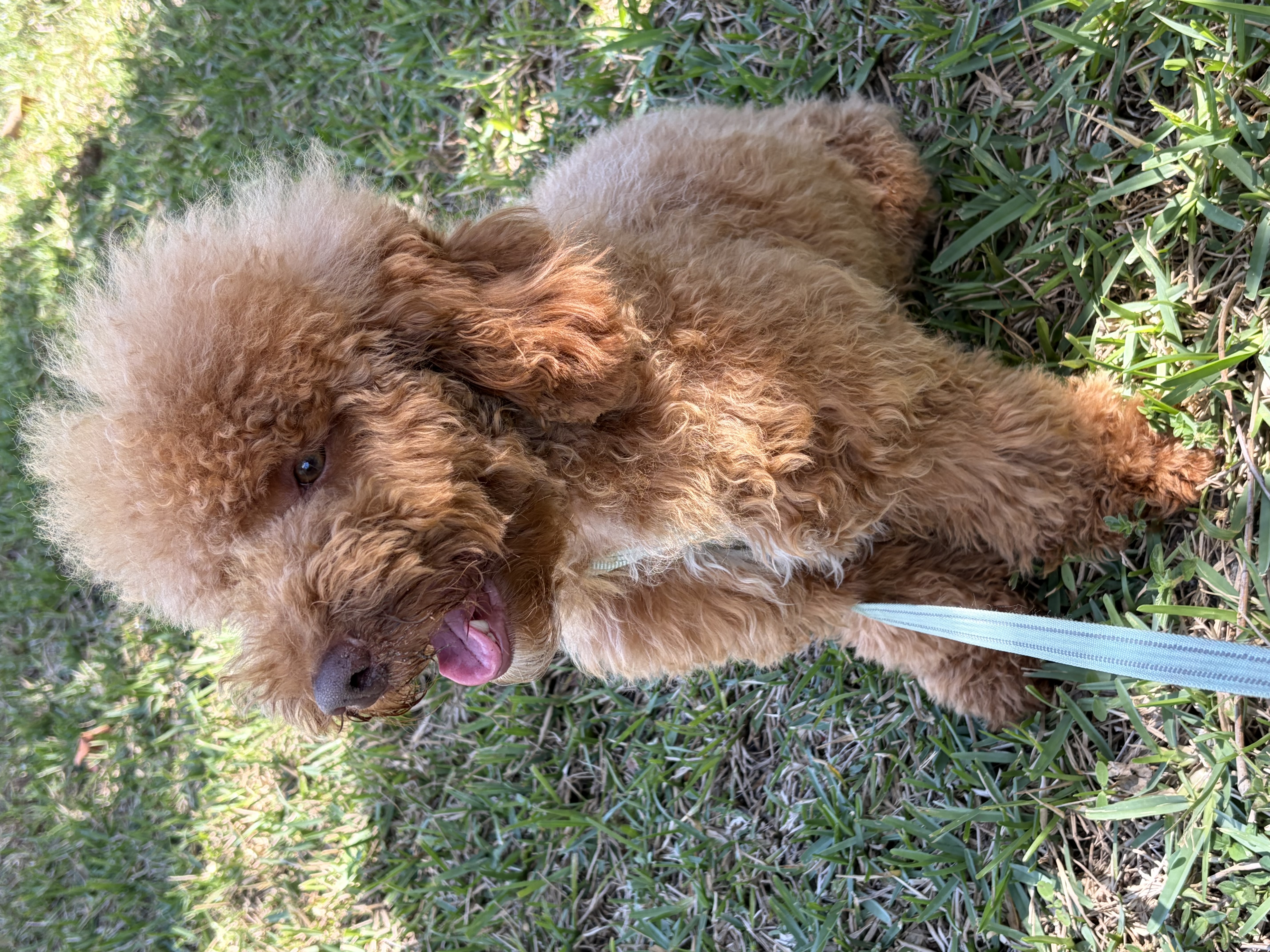 Dream – Poodle - Miniature  puppy for sale in West Palm Beach, FL