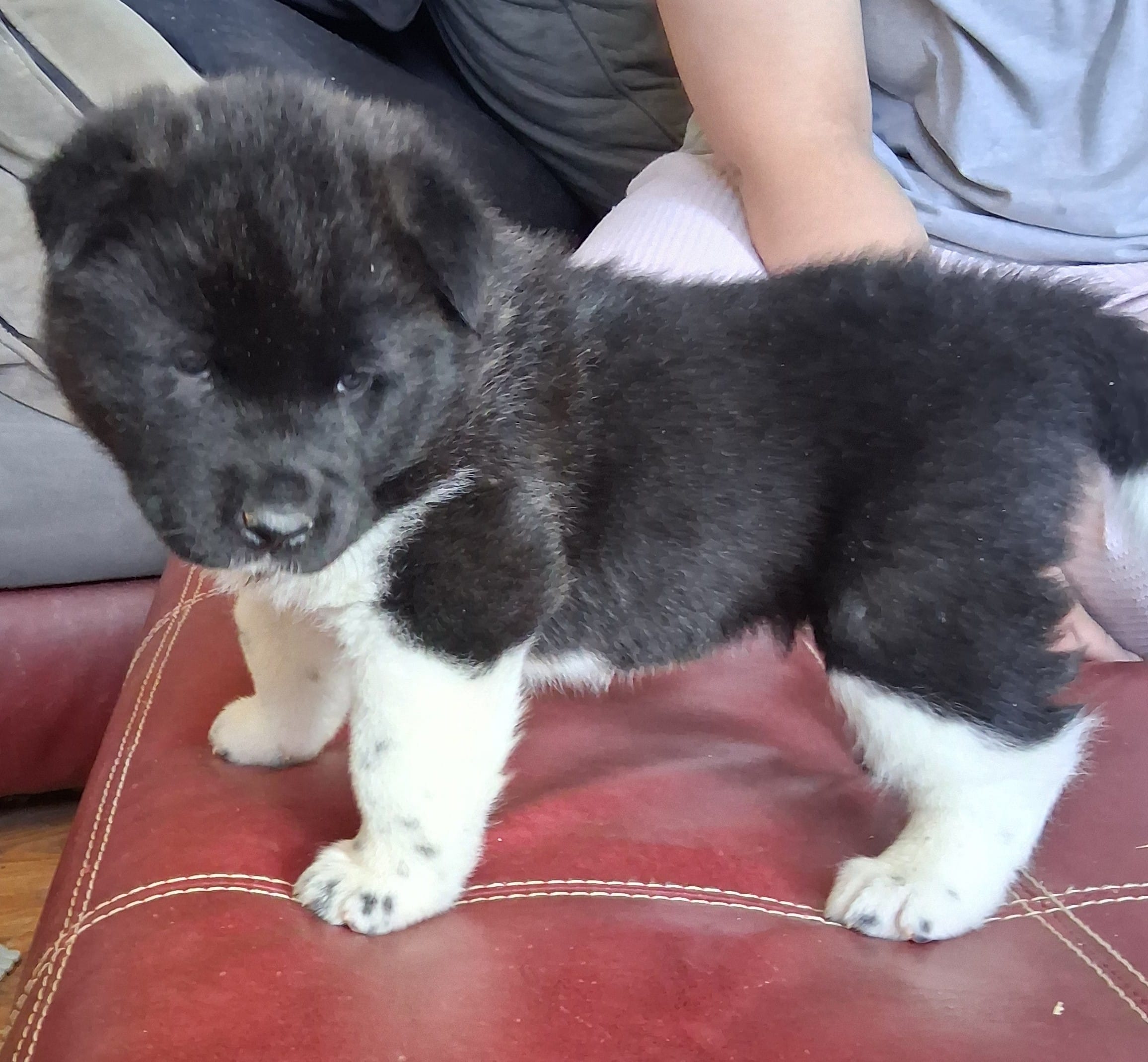 Belle Starr – Akita puppy for sale in Fountain, CO